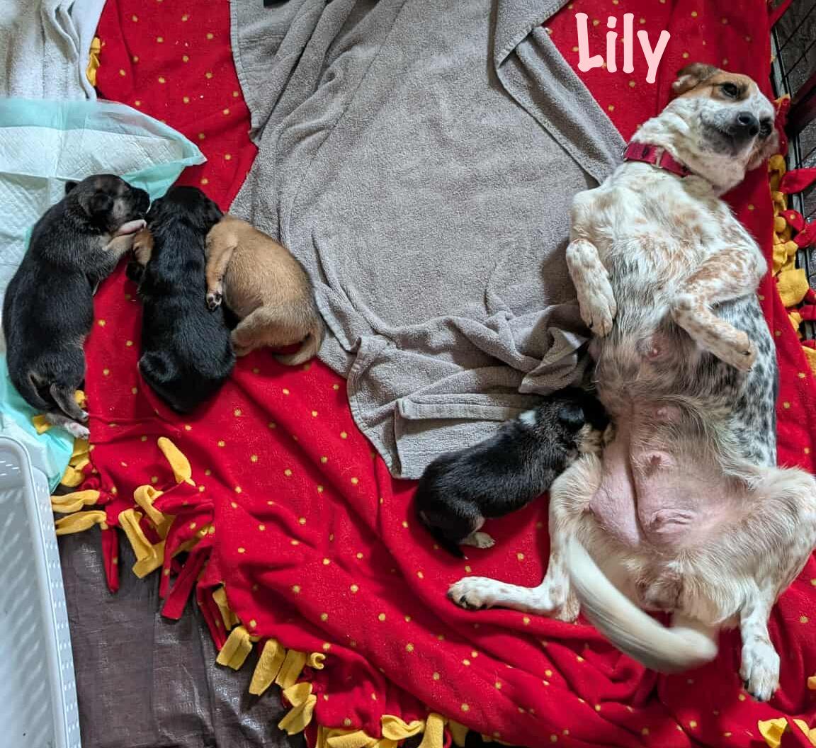 Lily photo 4