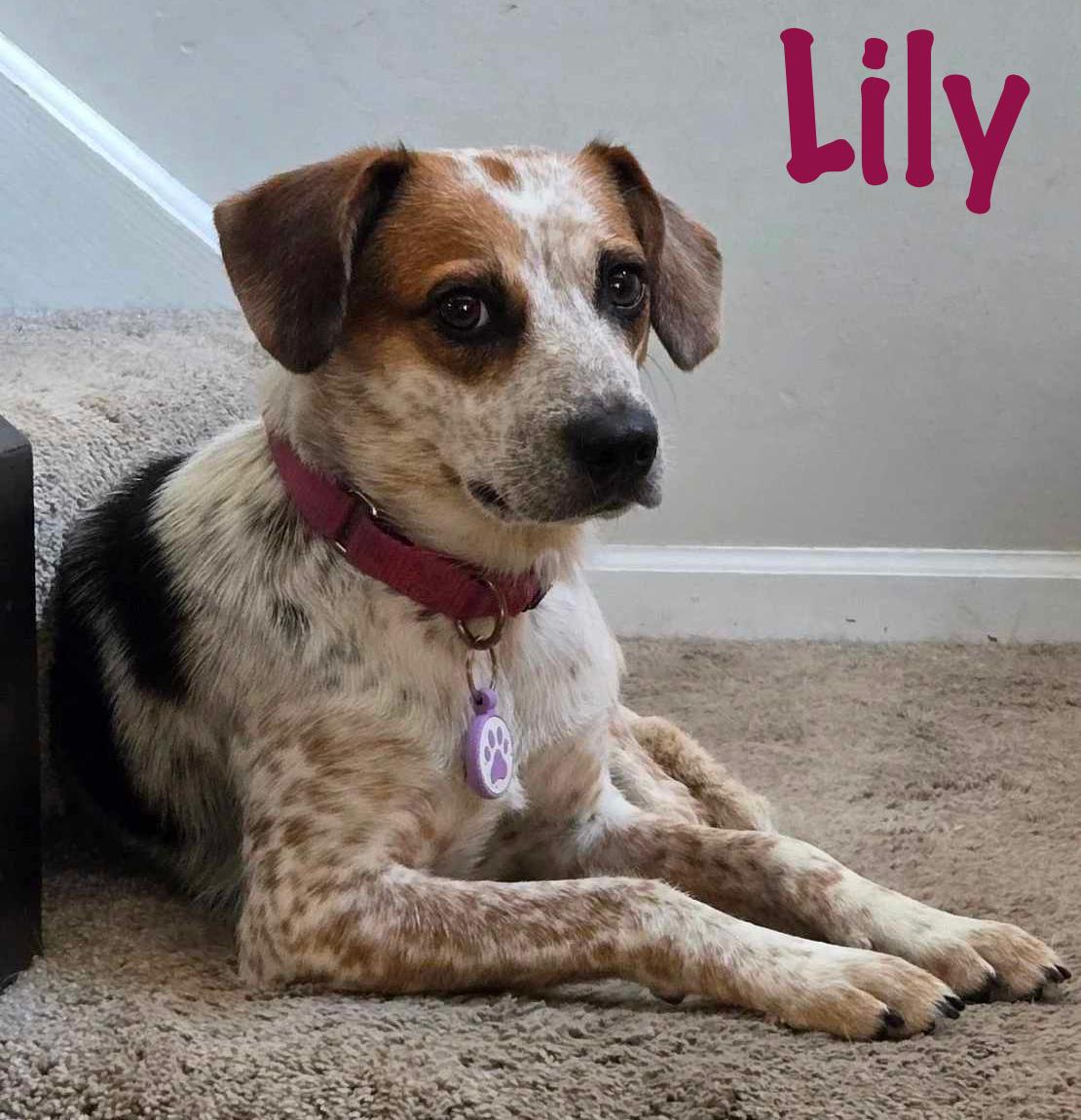Lily, Young Female Beagle