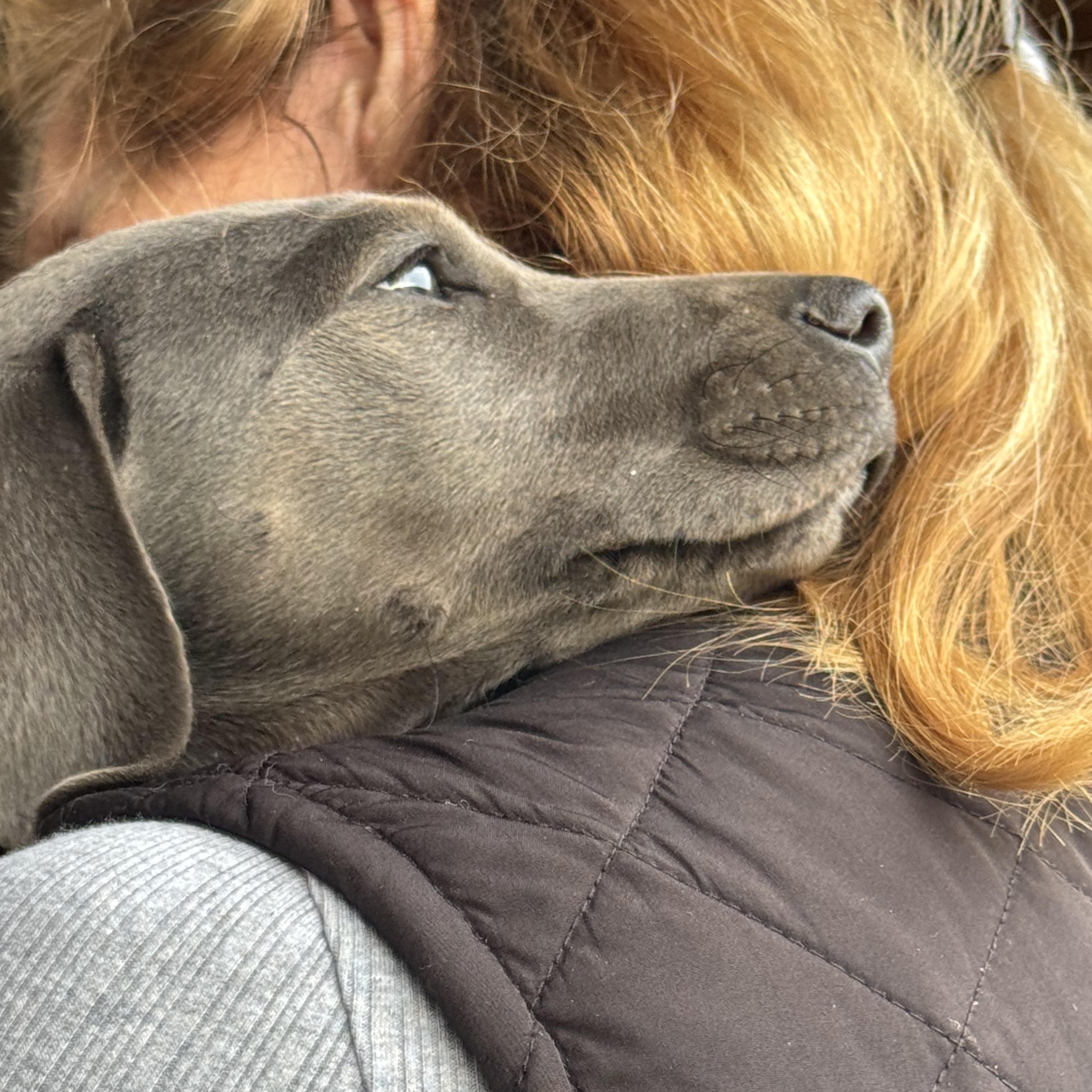 Enlarge Dory, a Adopted mixed breed in Oxford, CT image 2/4