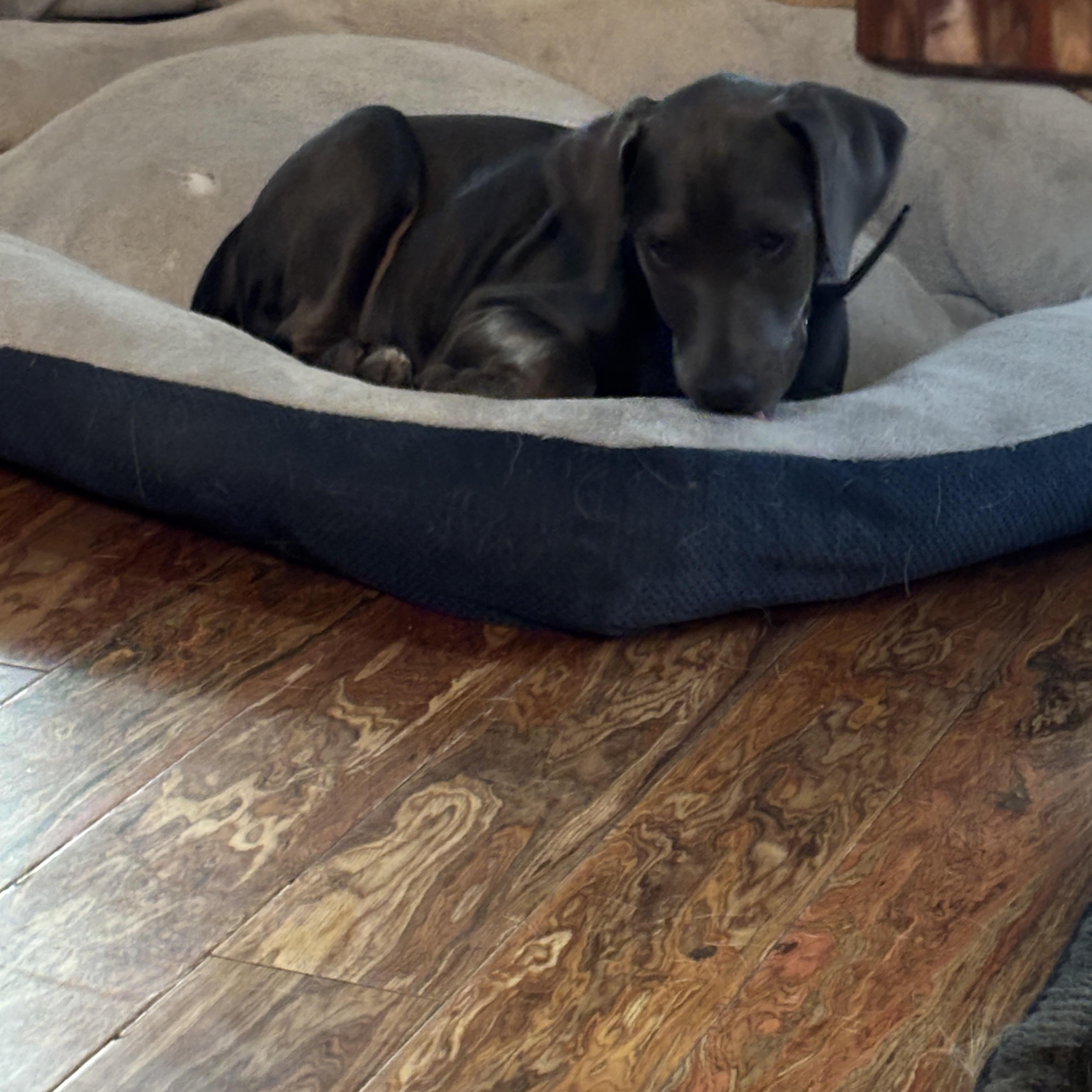 Enlarge Dory, a Adopted mixed breed in Oxford, CT image 3/4