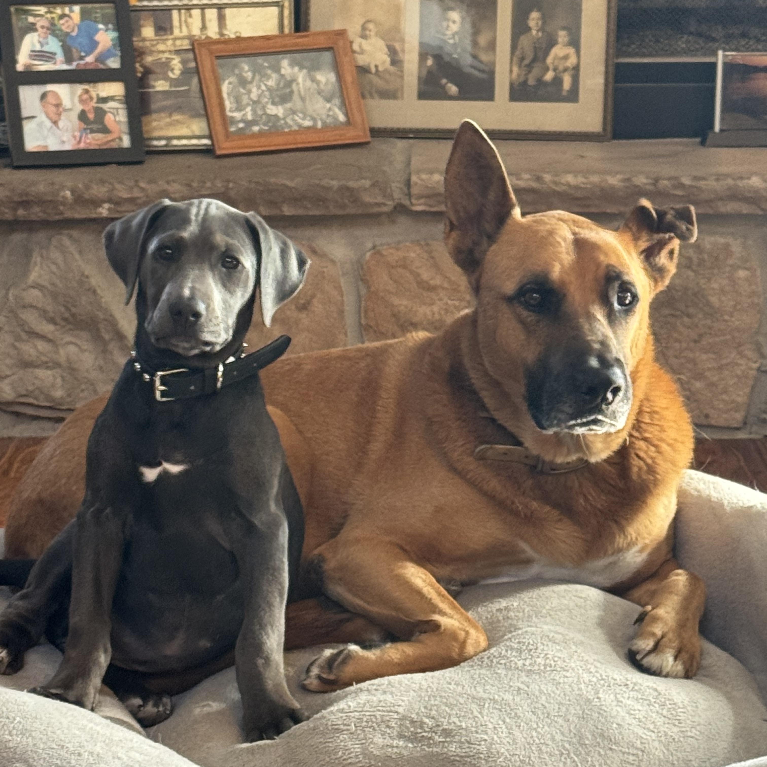 Dory, Adopted, Puppy Female Doberman Pinscher & Mixed Breed.