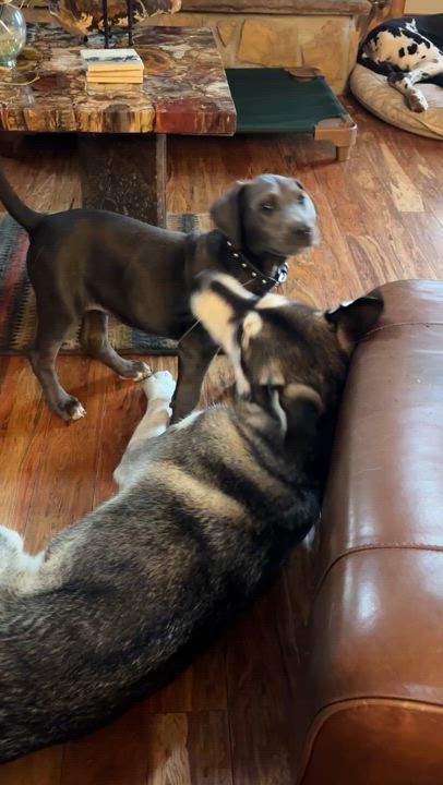 Enlarge Dory, a Adopted mixed breed in Oxford, CT video 4/4