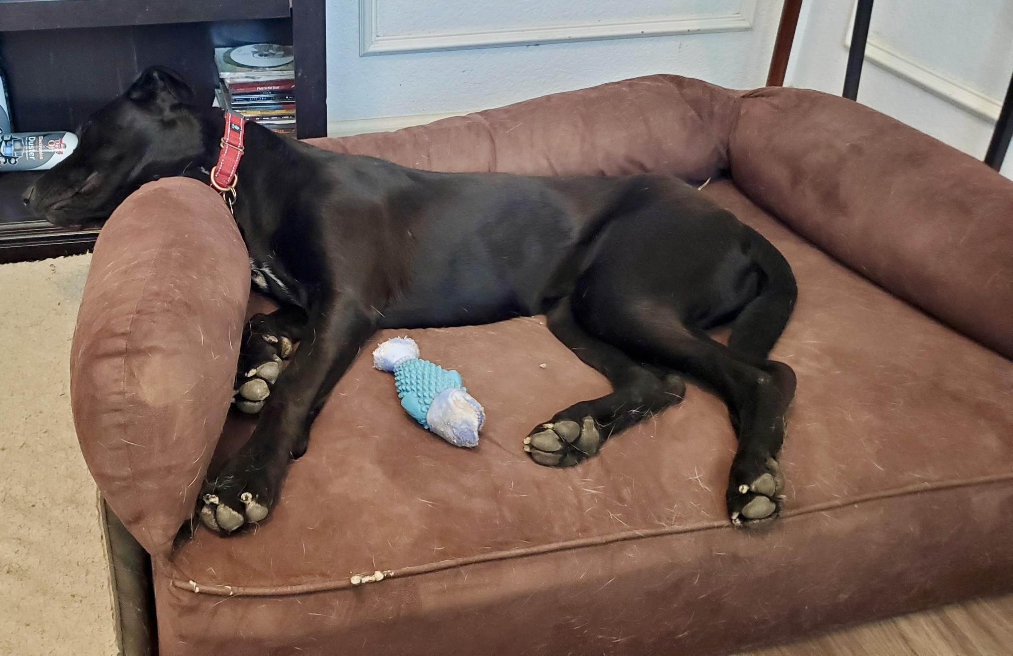 Enlarge Annie, a ADOPTABLE mixed breed in Plano, TX image 5/6