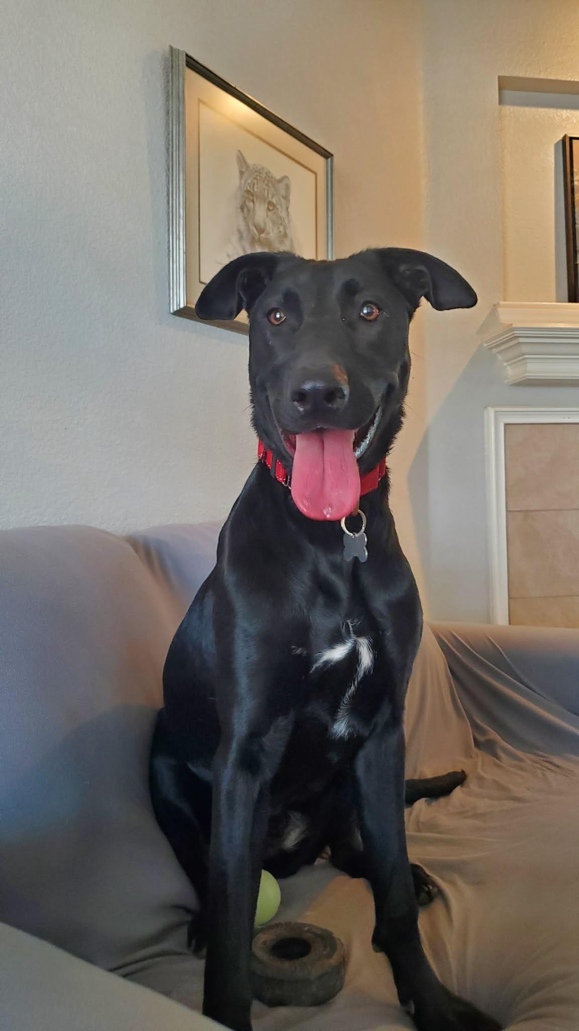 Enlarge Annie, a ADOPTABLE mixed breed in Plano, TX image 4/6