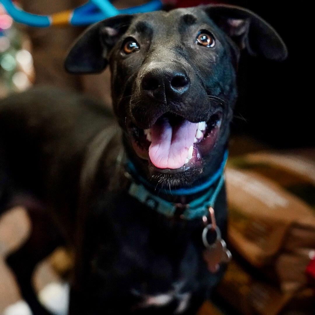 Enlarge Annie, a ADOPTABLE mixed breed in Plano, TX image 2/6