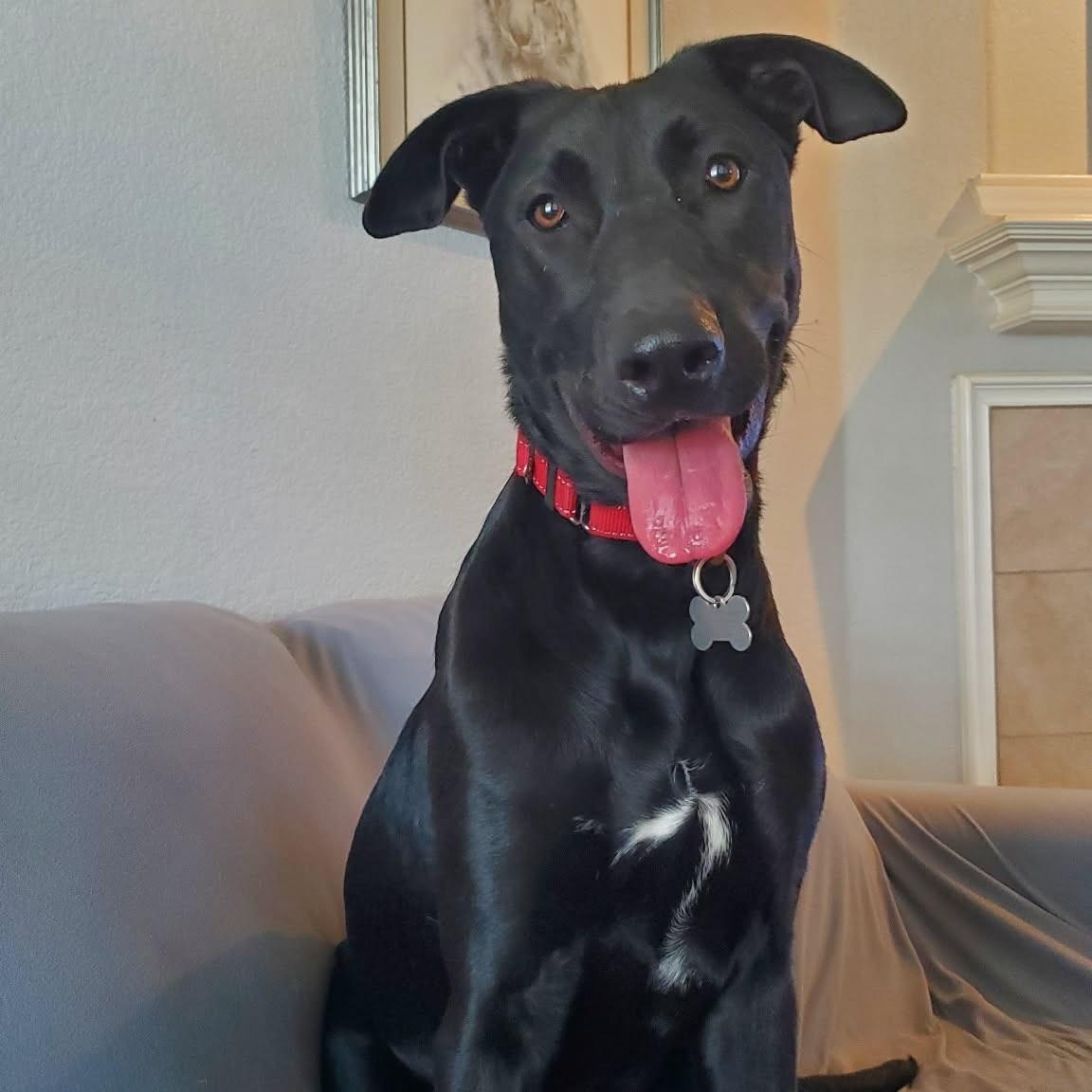 Enlarge Annie, a ADOPTABLE mixed breed in Plano, TX image 1/6