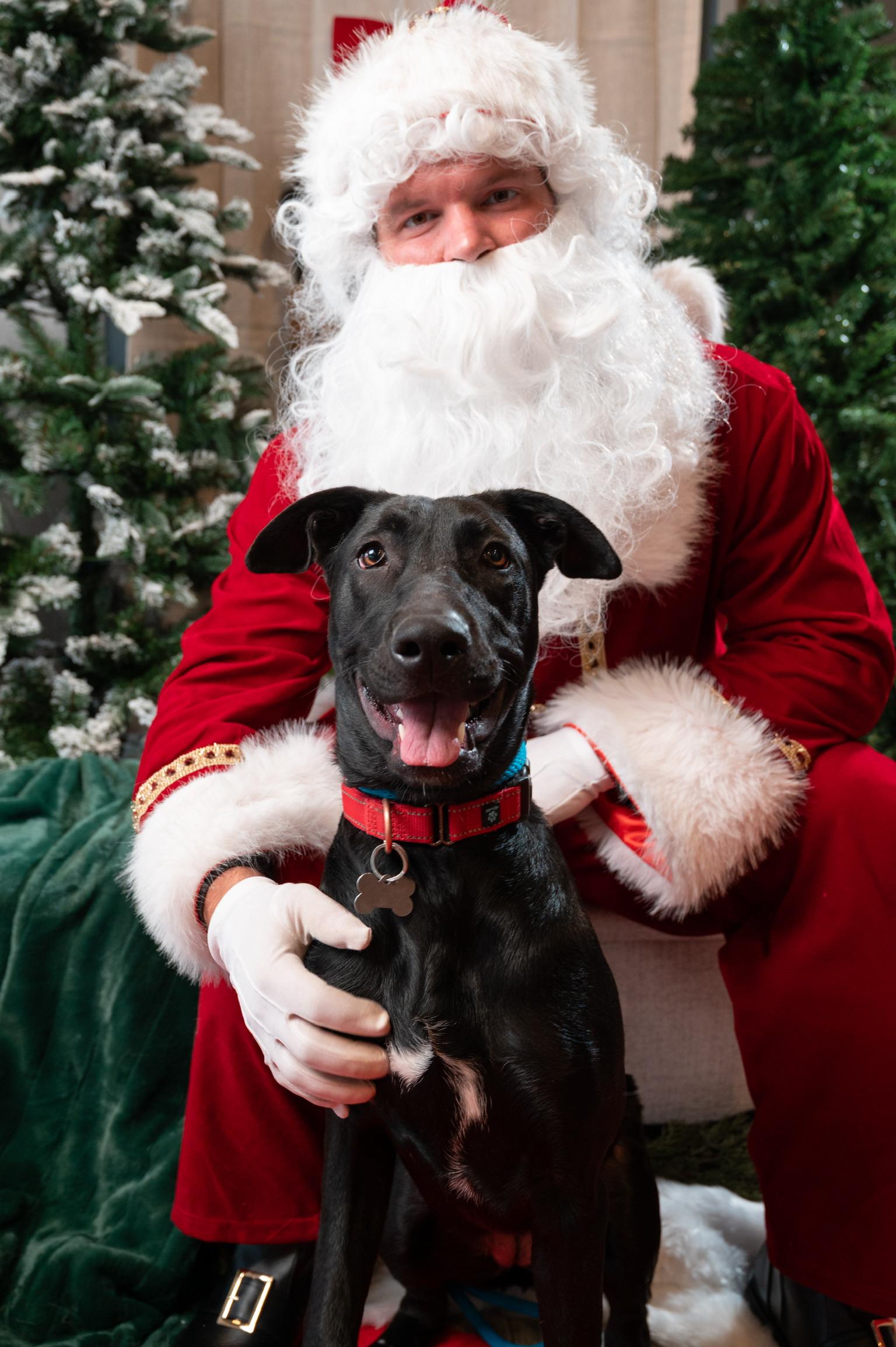 Enlarge Annie, a ADOPTABLE mixed breed in Plano, TX image 3/6