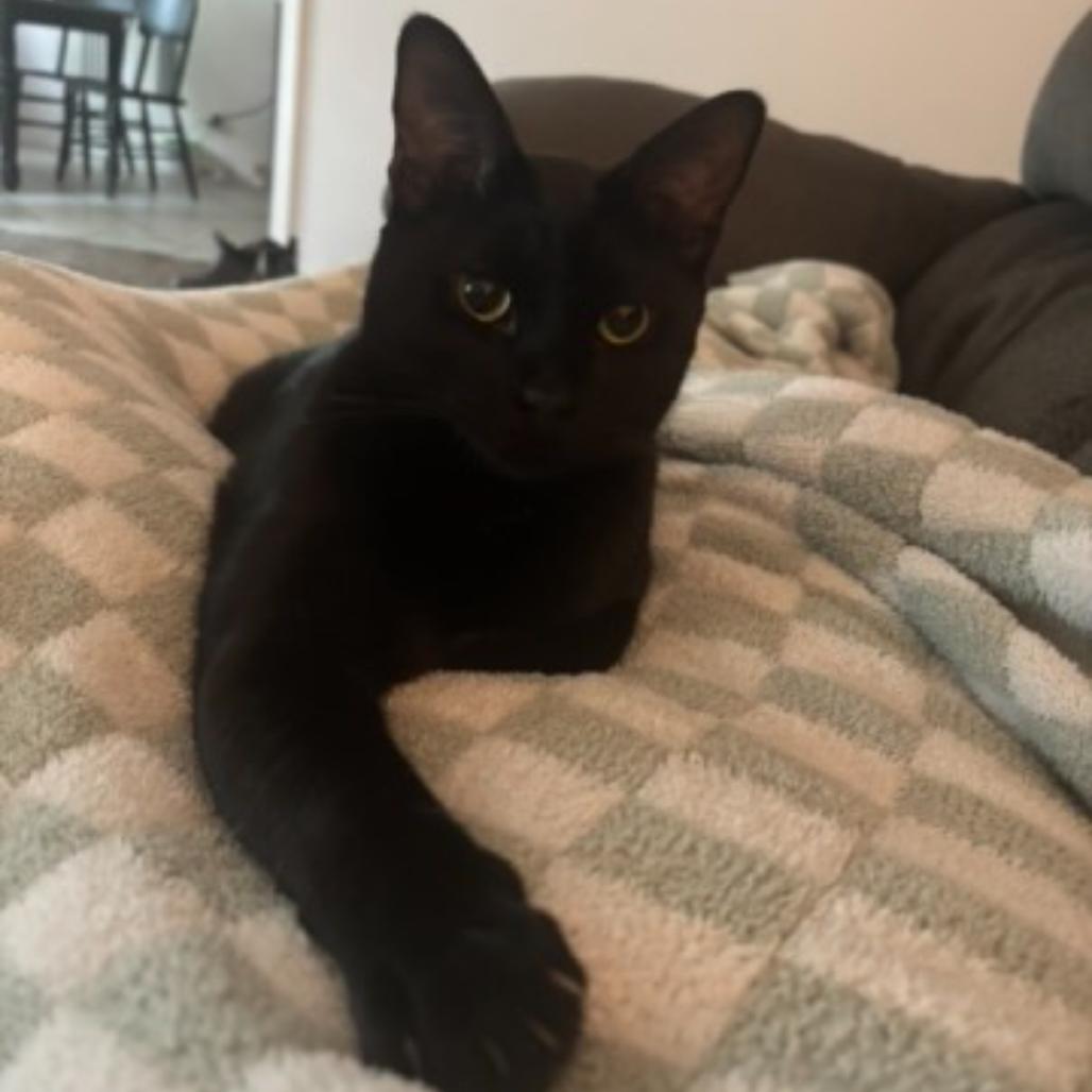 Enlarge Reese, a Adoptable Domestic Short Hair in Booneville, AR image 1/1