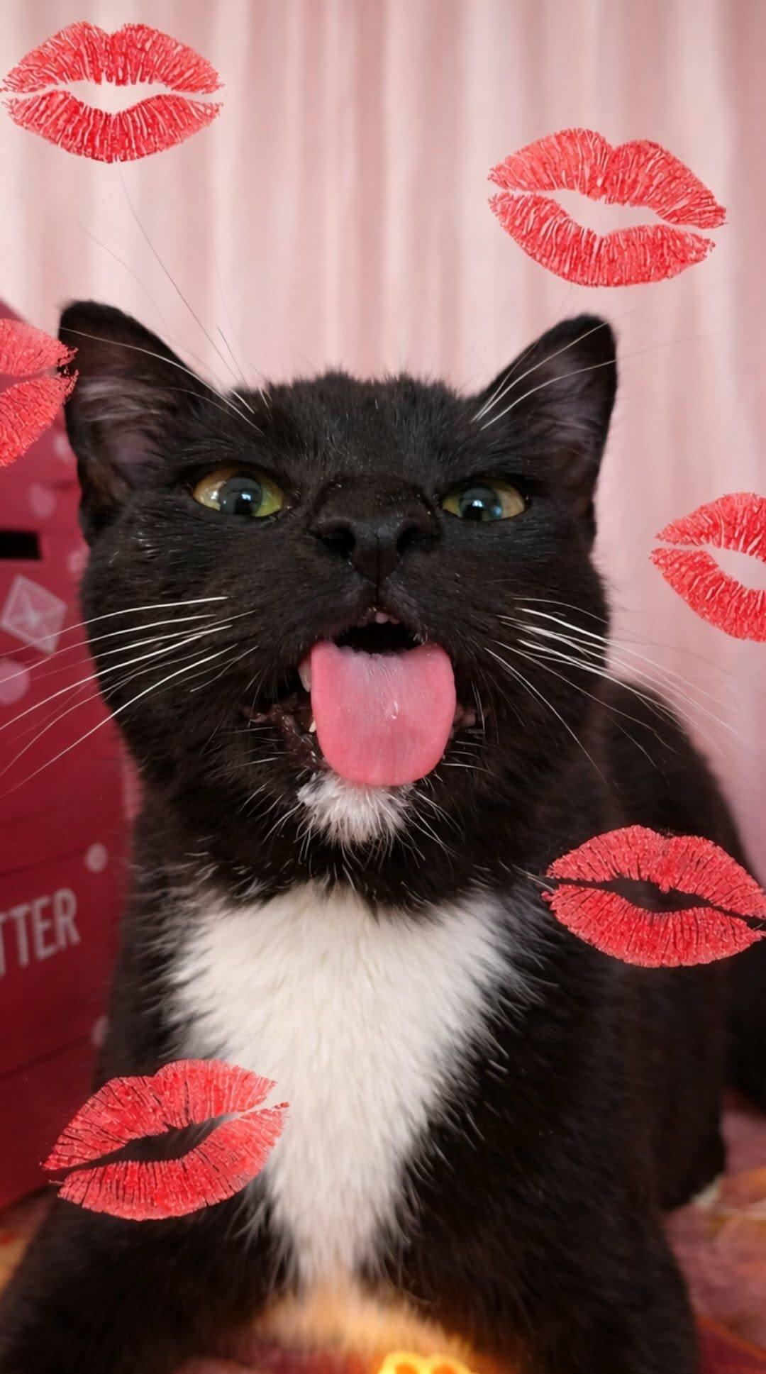 Heath, a ADOPTABLE Tuxedo in Mabank, TX image 1/2