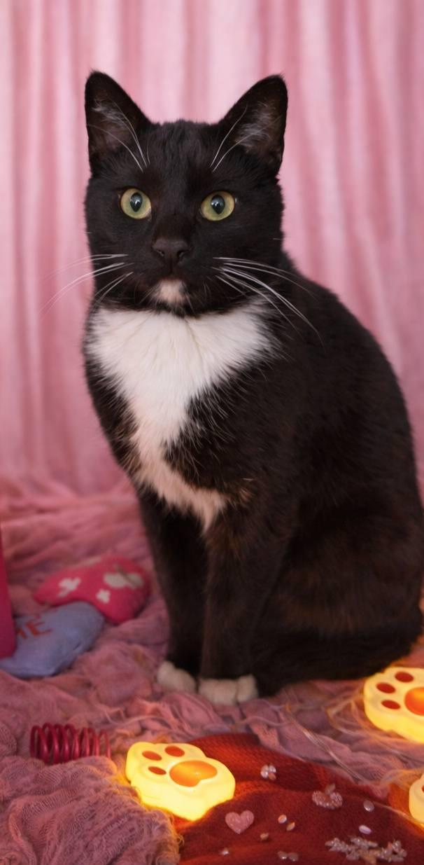 Heath, a ADOPTABLE Tuxedo in Mabank, TX image 2/2