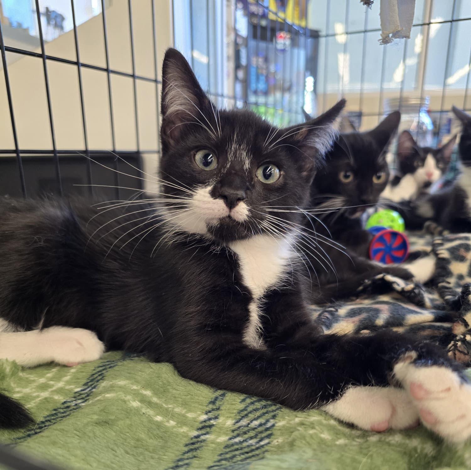 Coach, adopted, Kitten Male Domestic Short Hair.