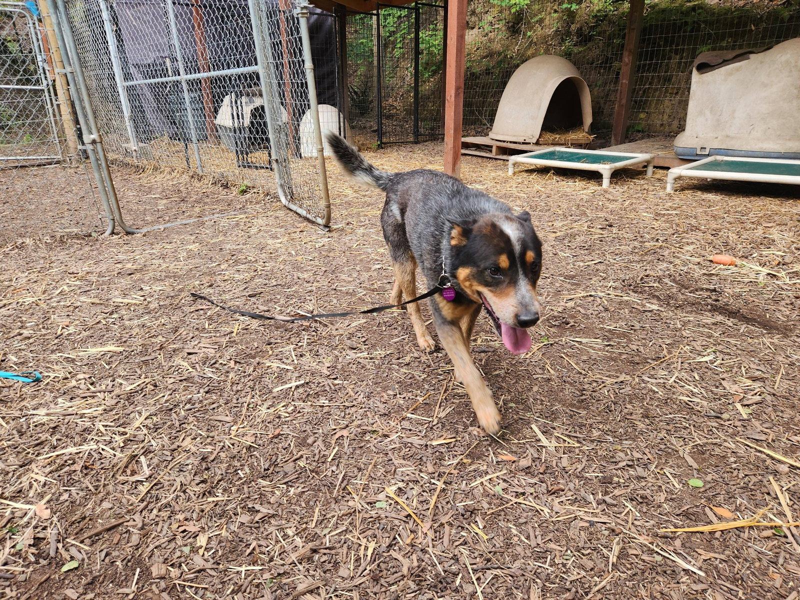 Ruger, Adoptable, Adult Male Australian Cattle Dog / Blue Heeler.