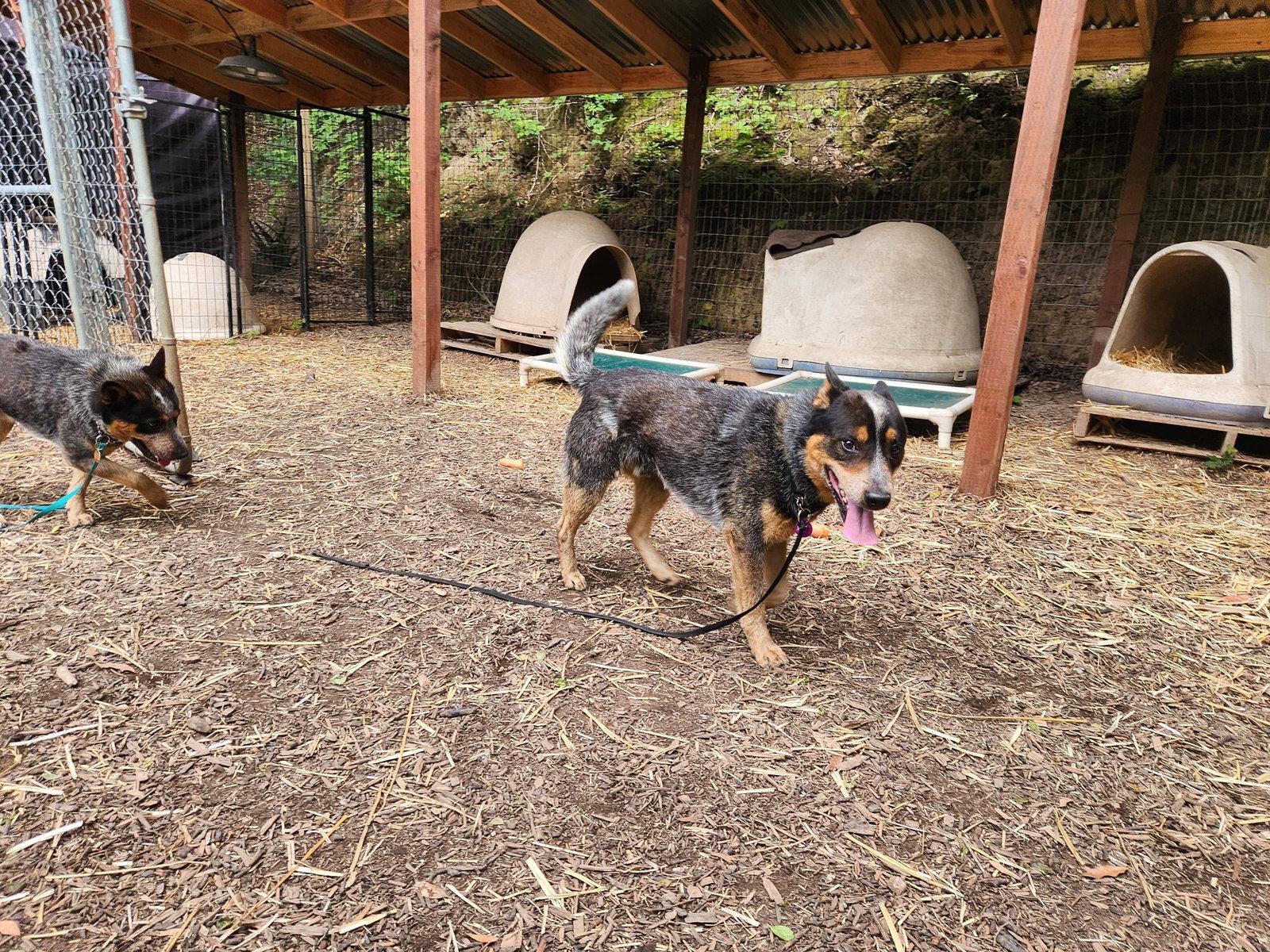 Ruger, a Adoptable Australian Cattle Dog / Blue Heeler in Paso Robles, CA image 2/3