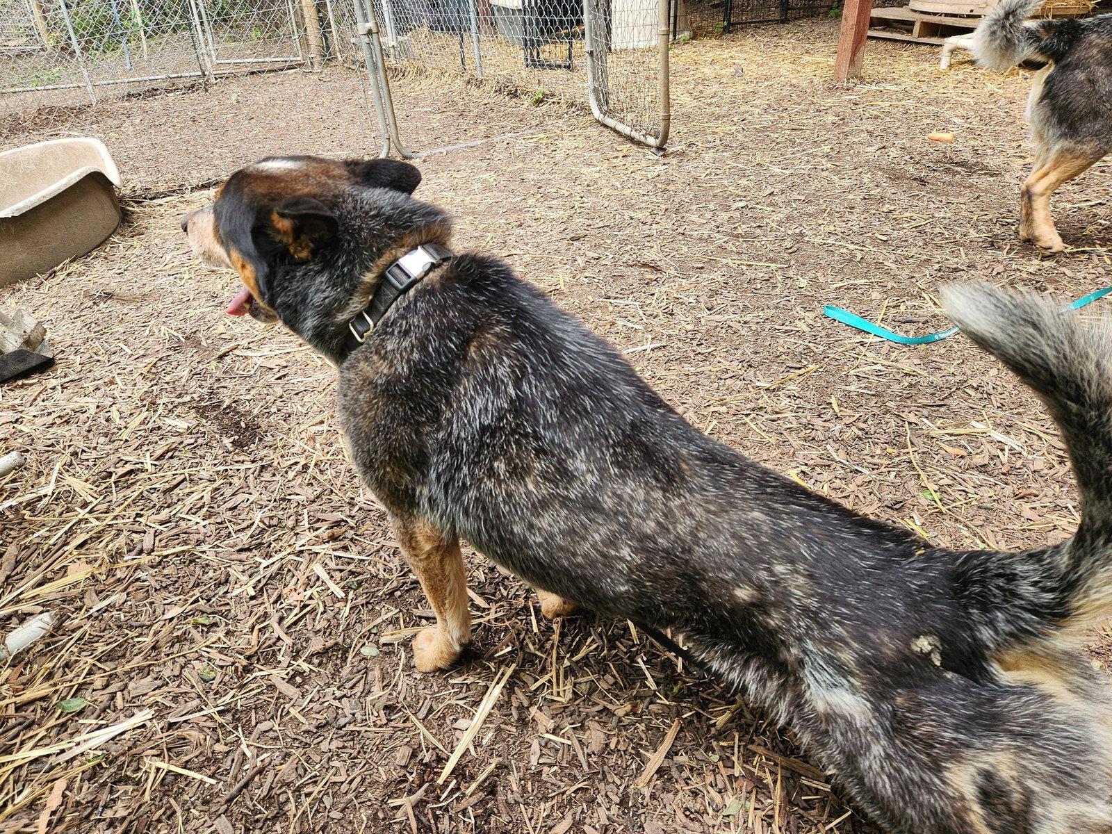 Ruger, a Adoptable Australian Cattle Dog / Blue Heeler in Paso Robles, CA image 3/3