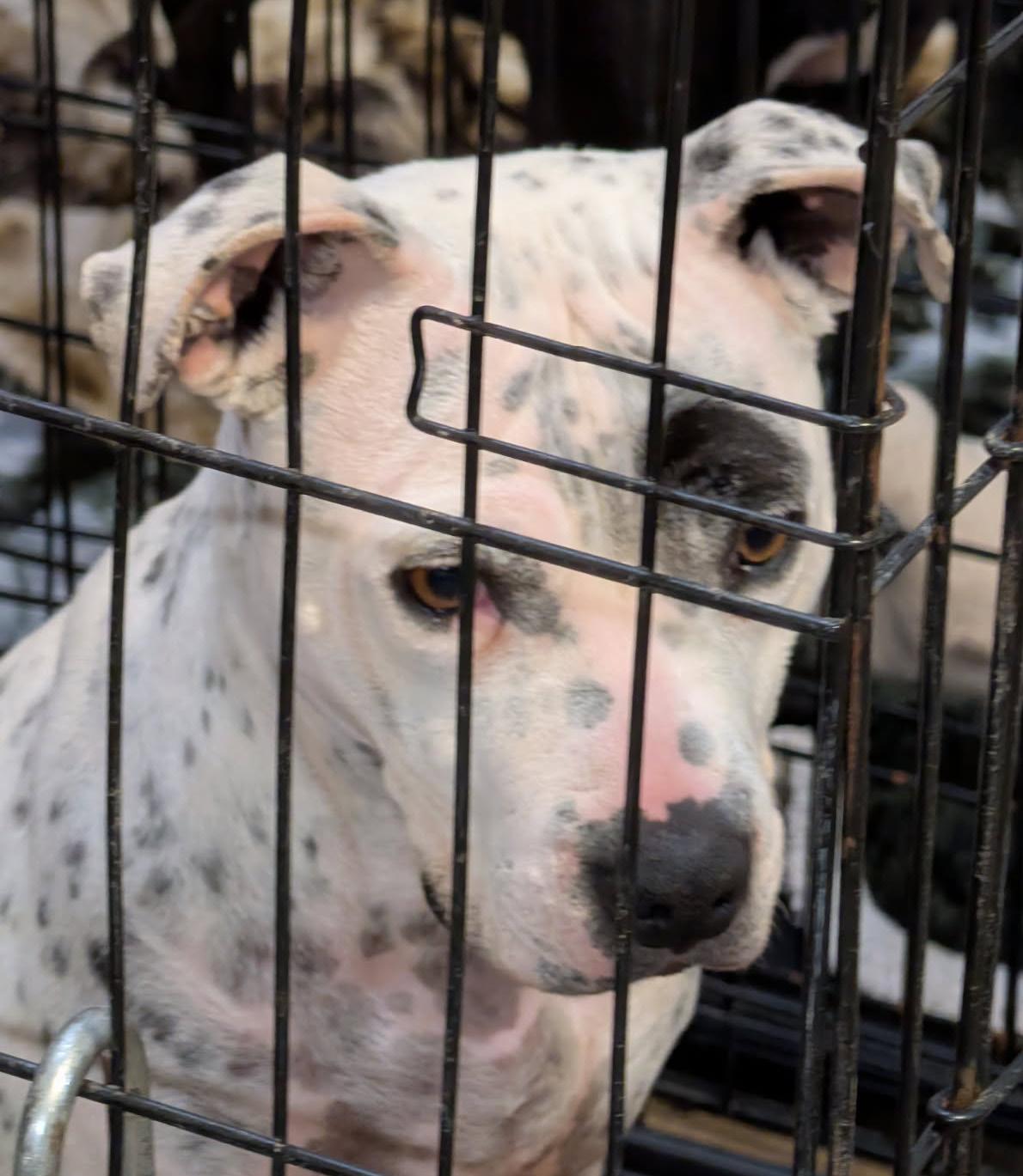 Sapphire thumbnail 3