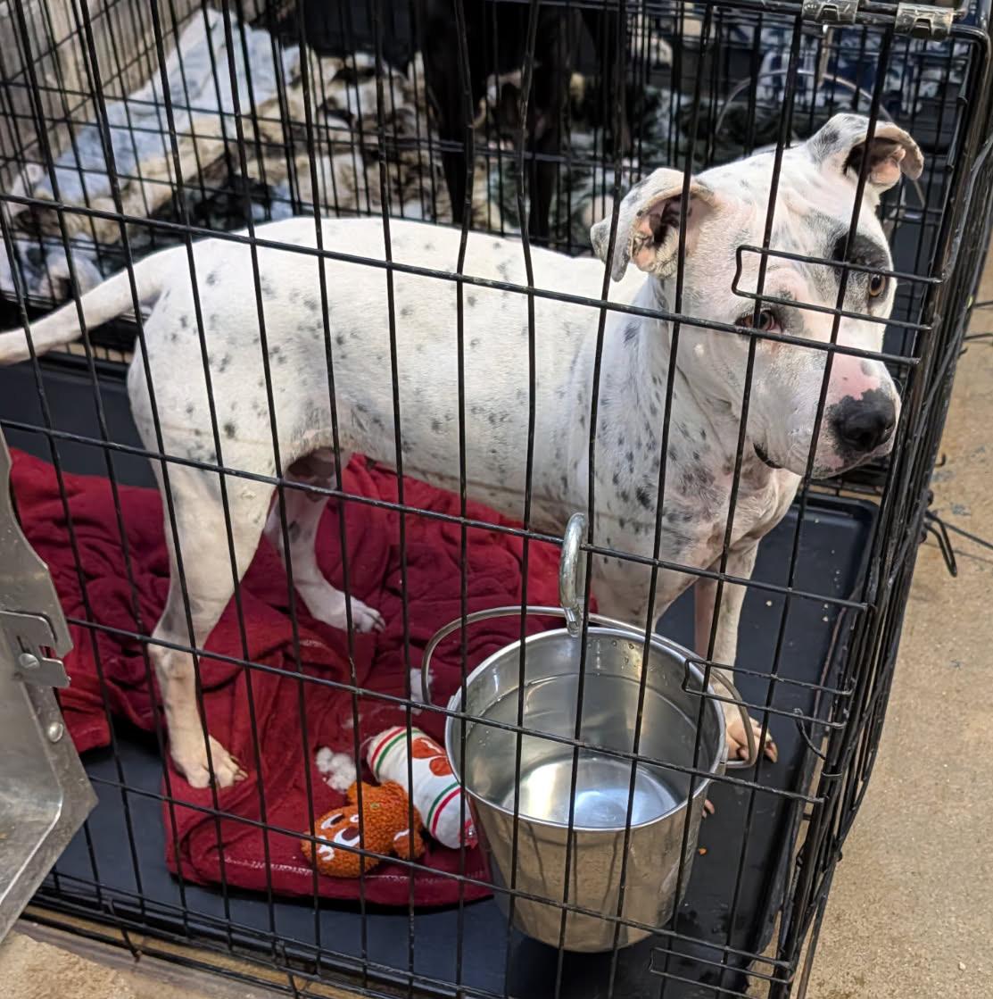 Sapphire thumbnail 6