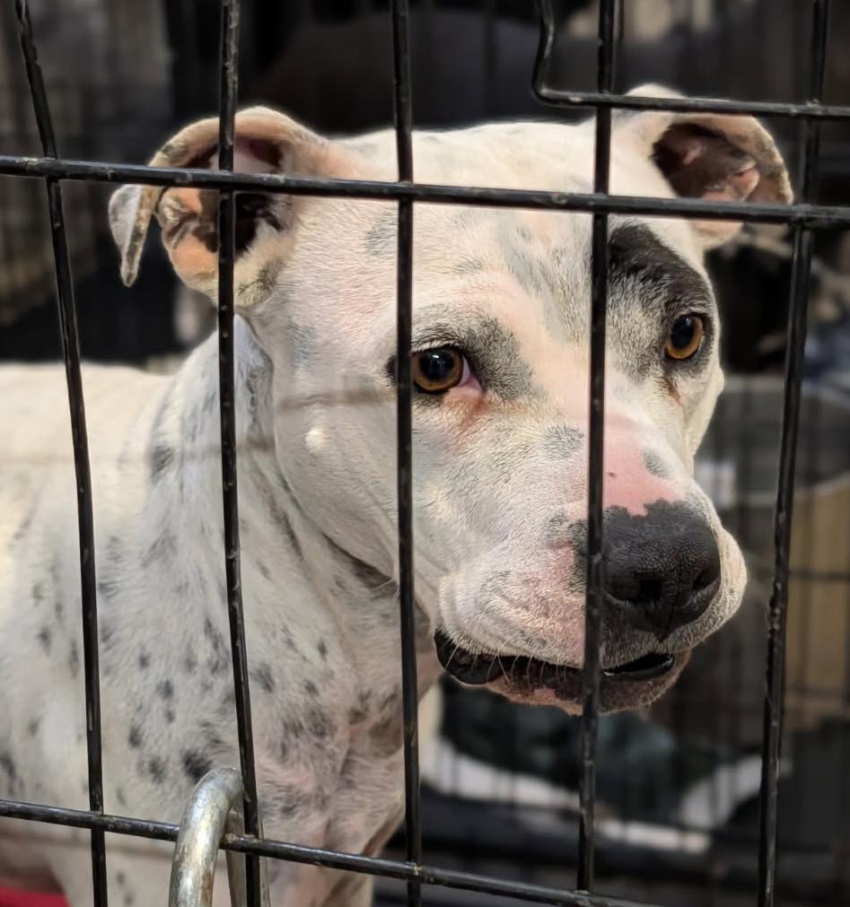 Sapphire thumbnail 7