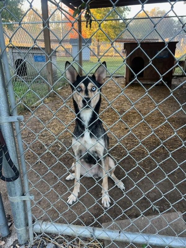 Enlarge Alani Koda, a Adopted mixed breed in Murray, KY image 1/3