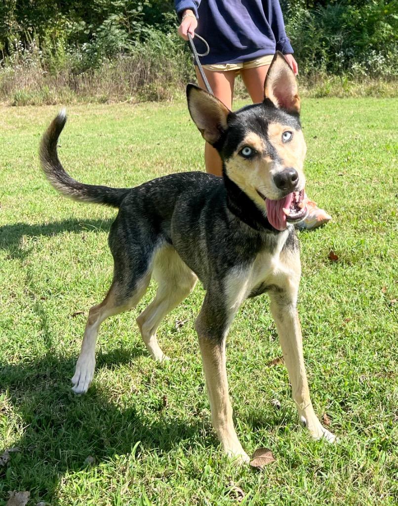 Enlarge Alani Koda, a Adopted mixed breed in Murray, KY image 2/3