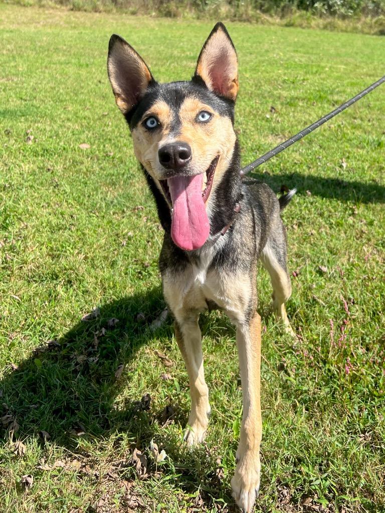 Enlarge Alani Koda, a Adopted mixed breed in Murray, KY image 3/3