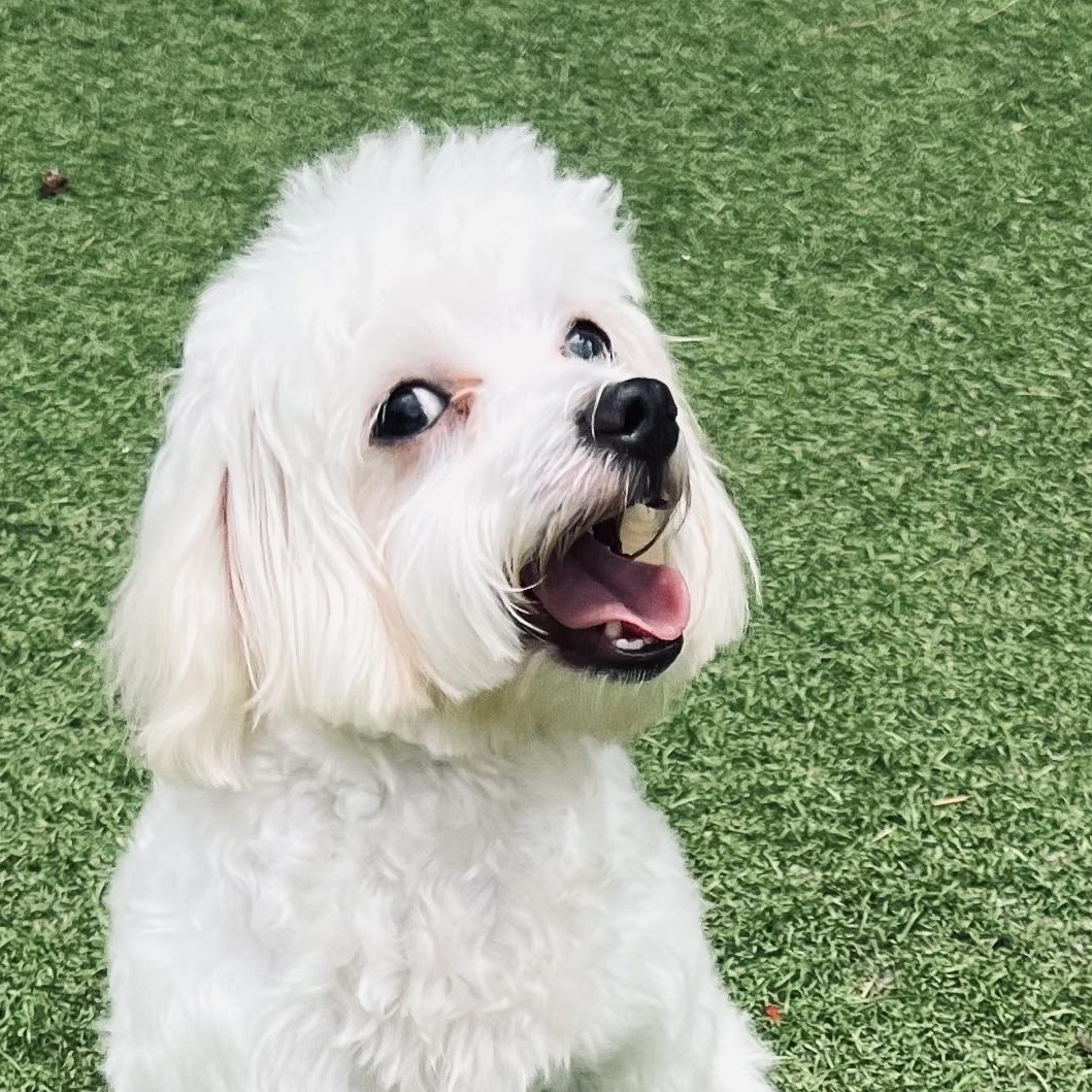 Marley, an adopted Maltese in Fort Myers, FL image 2/6