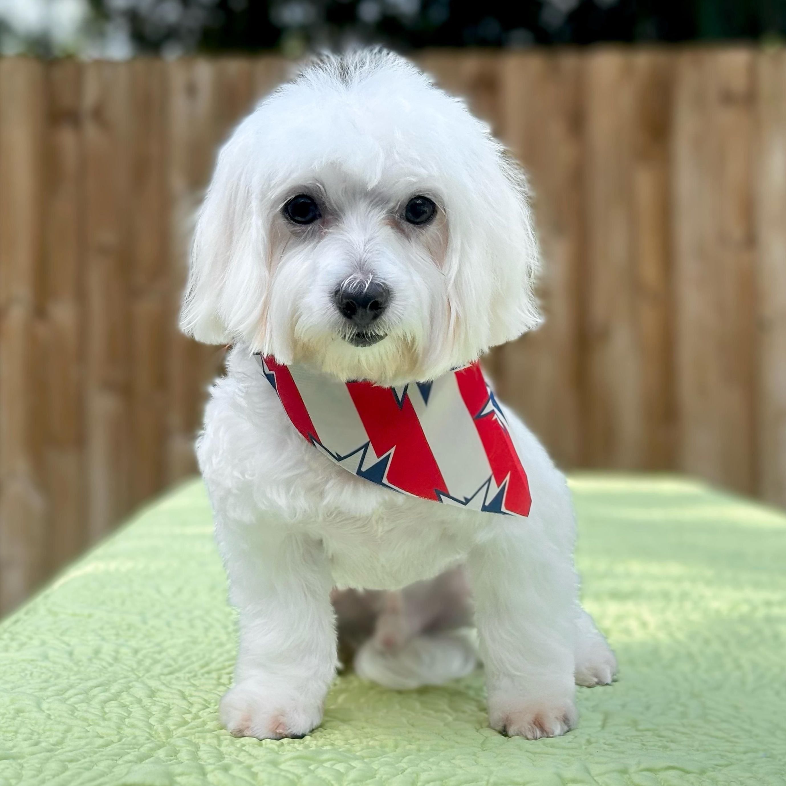 Marley, adopted, Young Male Maltese.
