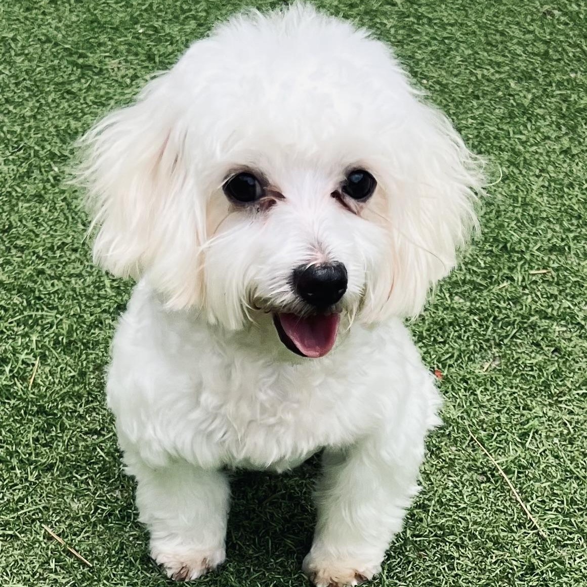 Marley, an adopted Maltese in Fort Myers, FL image 3/6