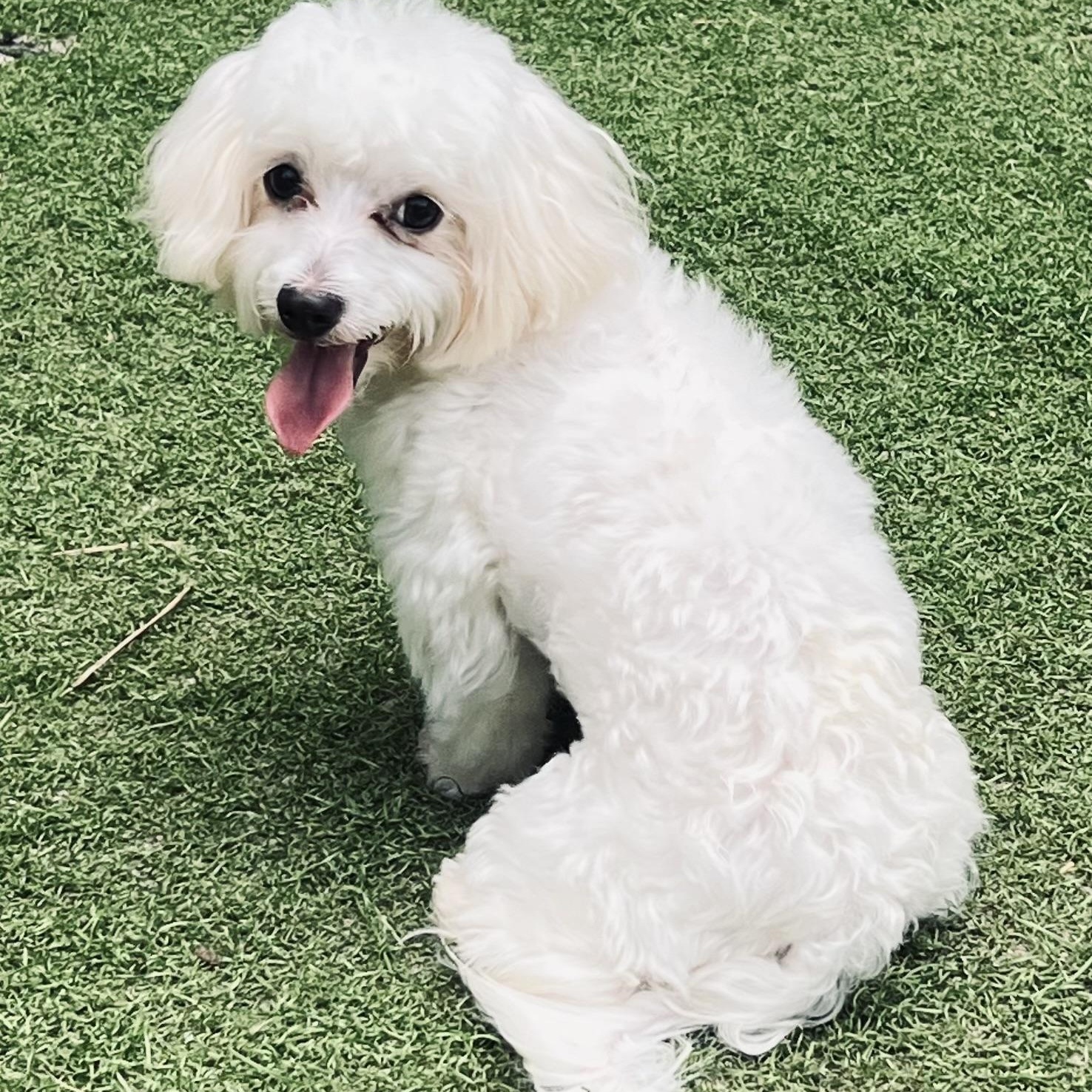 Marley, an adopted Maltese in Fort Myers, FL image 6/6