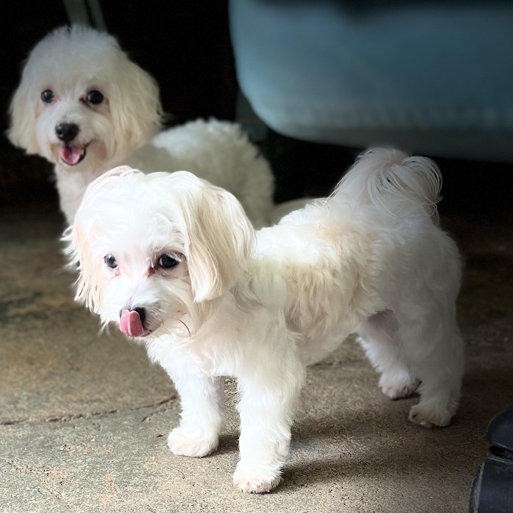 Marley, an adopted Maltese in Fort Myers, FL image 5/6