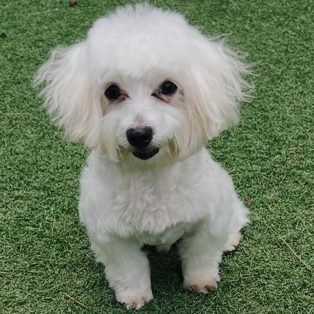 Marley, an adopted Maltese in Fort Myers, FL image 4/6