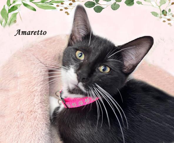 Amaretto 4/25