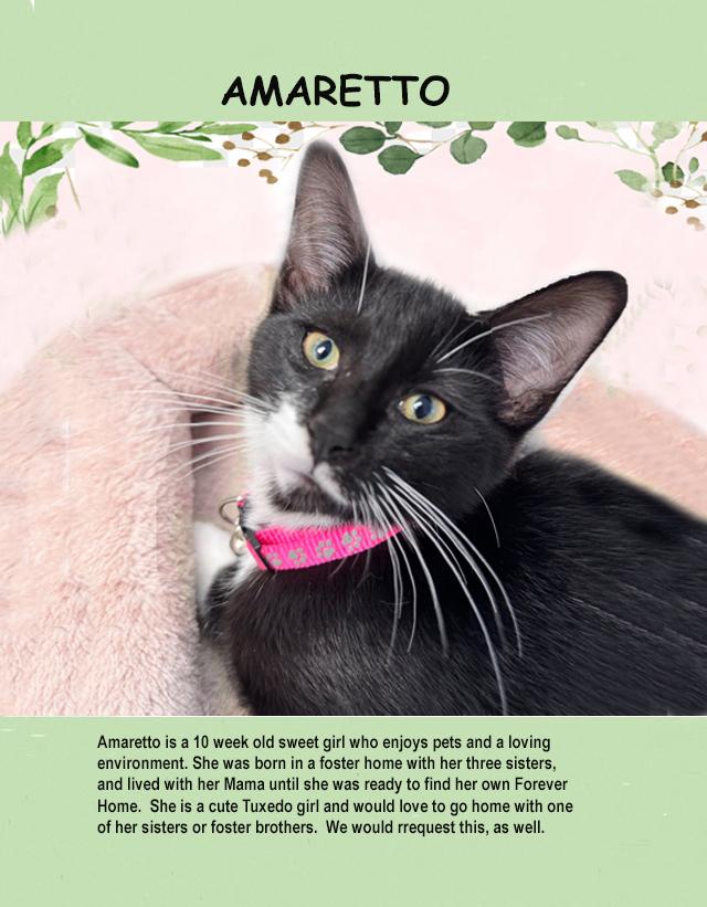 Amaretto 0425, Baby Female Domestic Short Hair