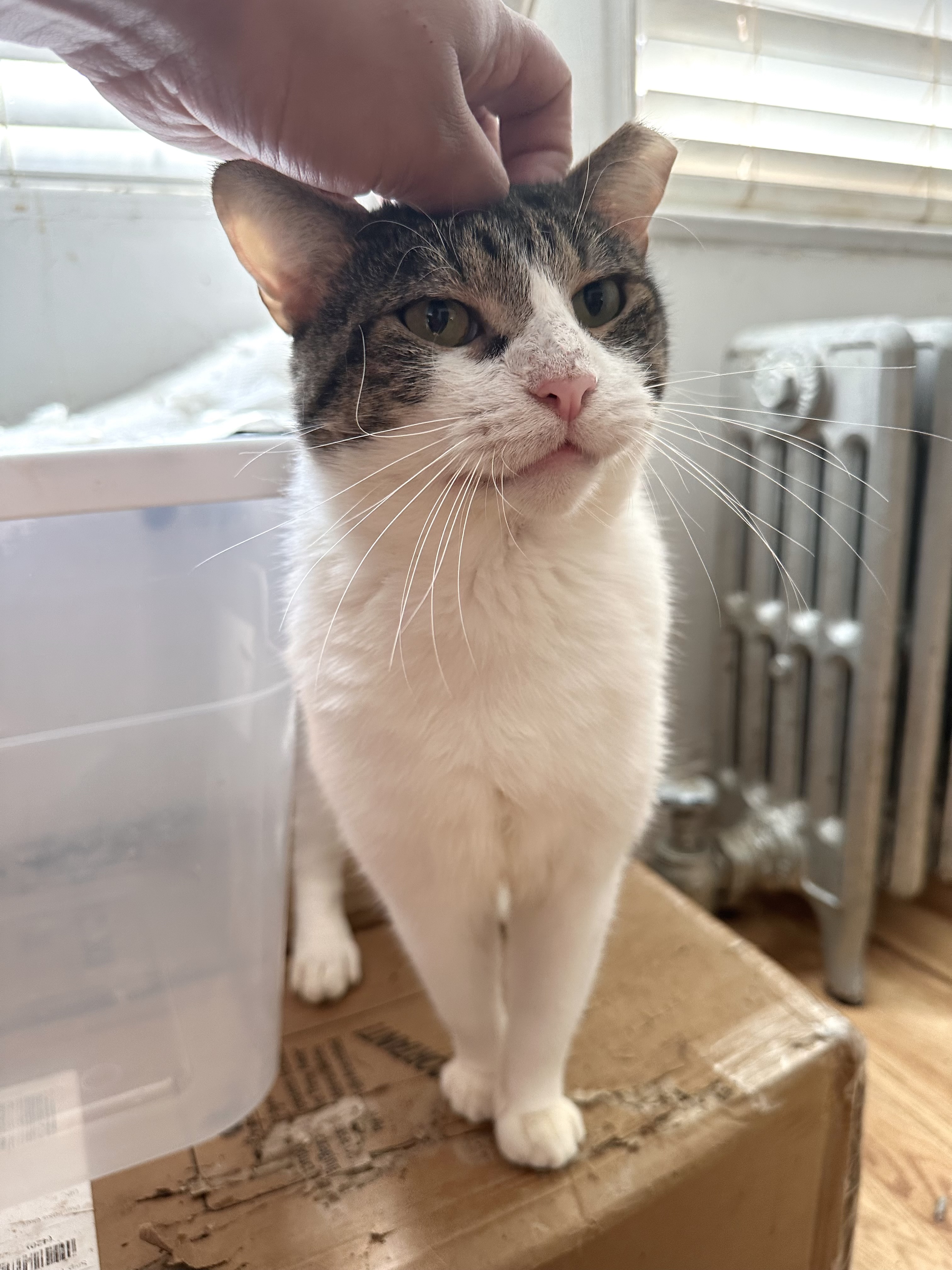 Enlarge OJ, a Adoptable Tabby in New York, NY image 5/5