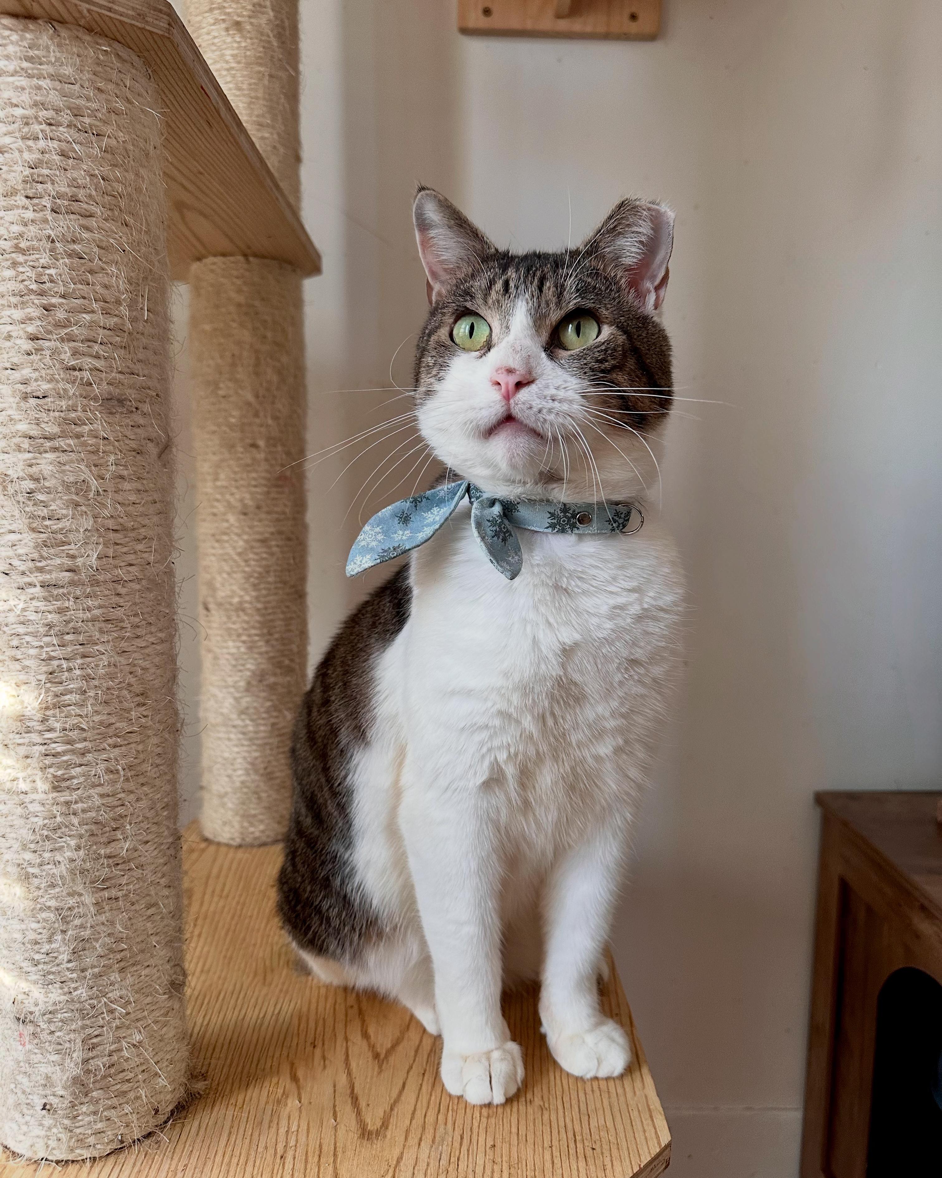 Enlarge OJ, a Adoptable Tabby in New York, NY image 2/5