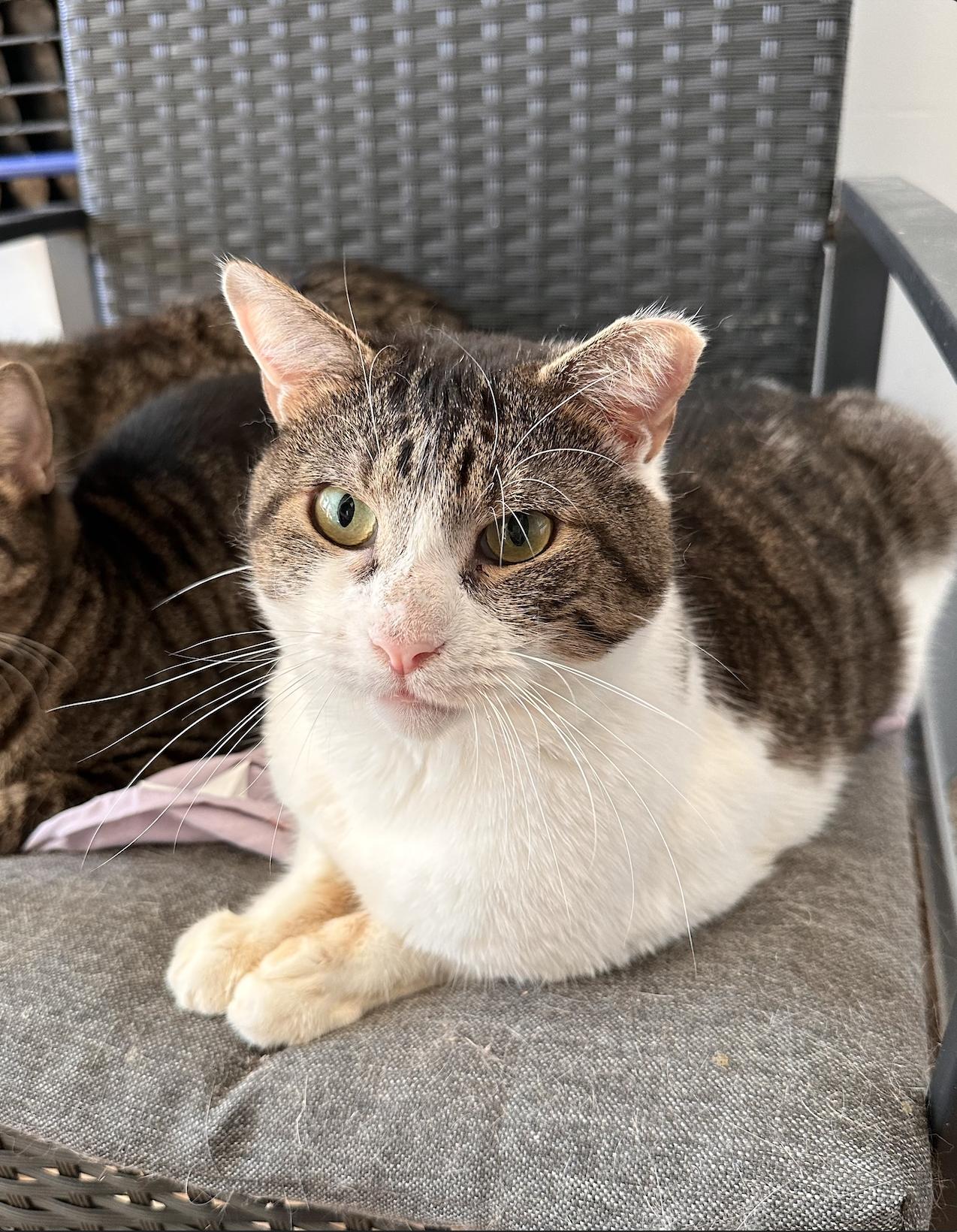 Enlarge OJ, a Adoptable Tabby in New York, NY image 4/5