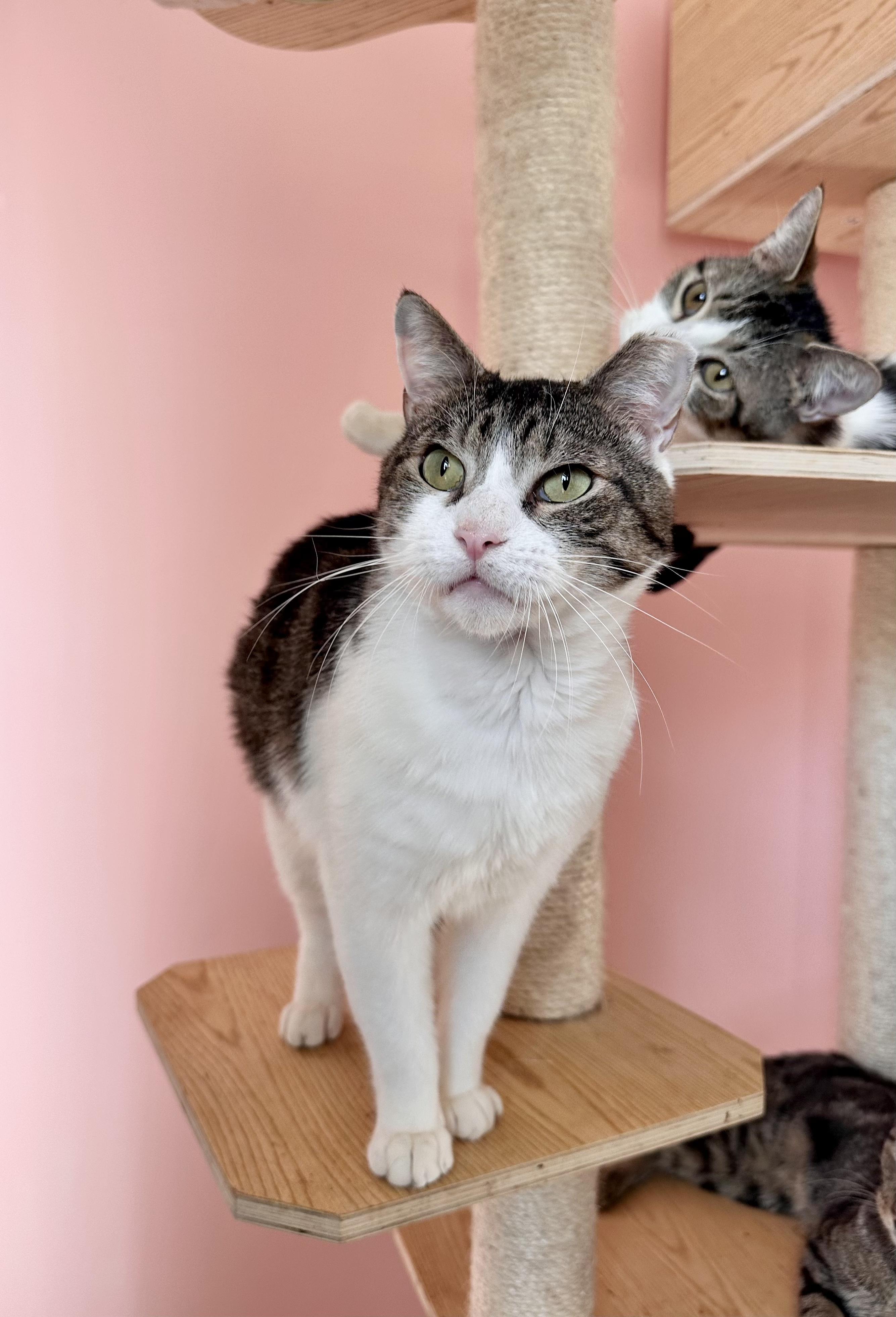 Enlarge OJ, a Adoptable Tabby in New York, NY image 1/5