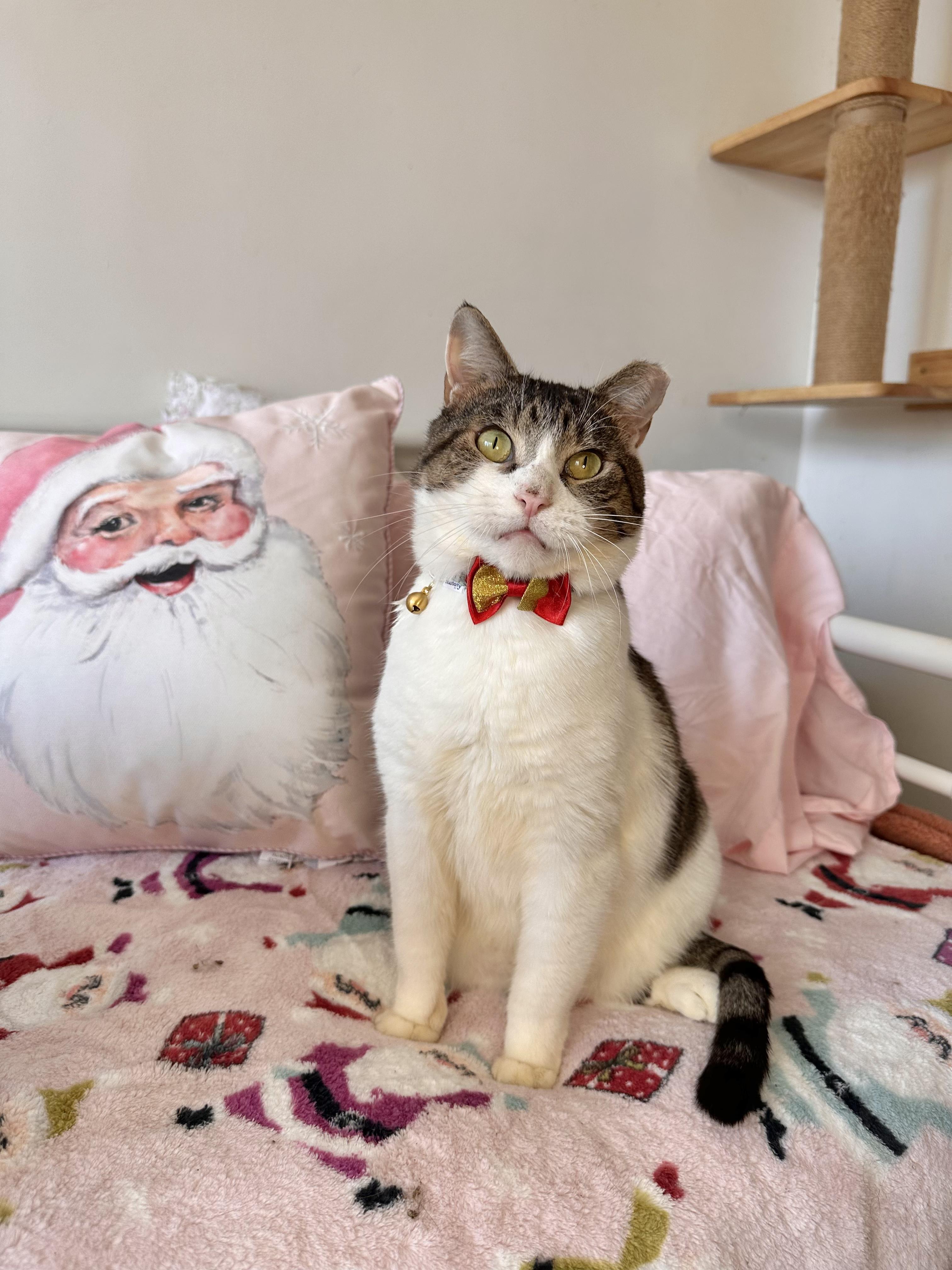 Enlarge OJ, a Adoptable Tabby in New York, NY image 3/5