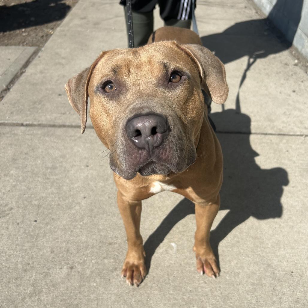 Django, a Adoptable Mixed Breed in Newark, NJ image 1/6