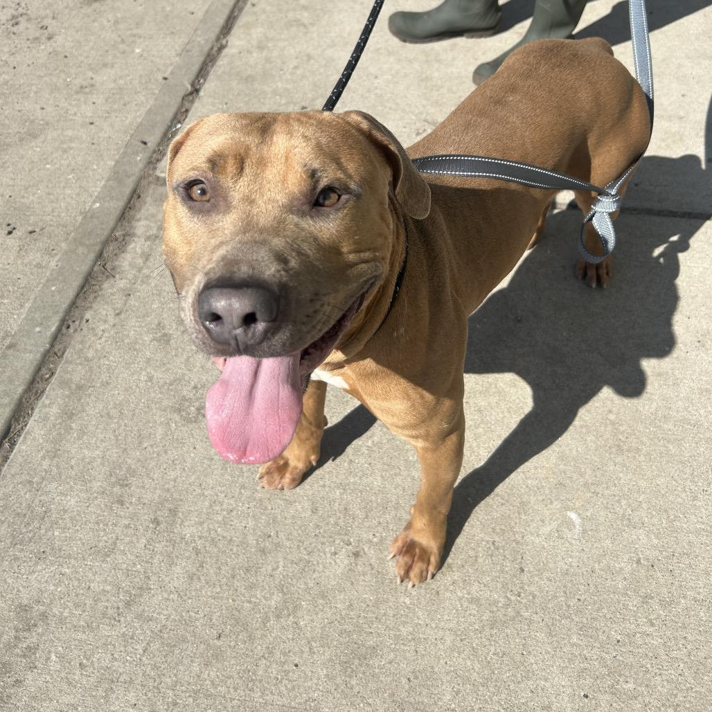 Django, a Adoptable Mixed Breed in Newark, NJ image 2/6