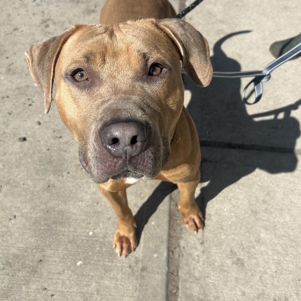 Django, a Adoptable Mixed Breed in Newark, NJ image 3/6