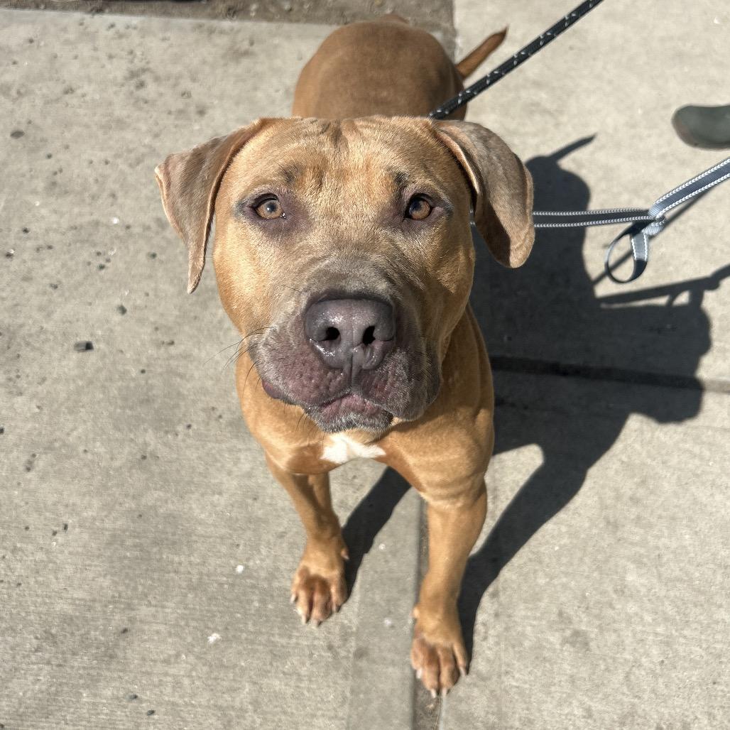 Django, a Adoptable Mixed Breed in Newark, NJ image 4/6