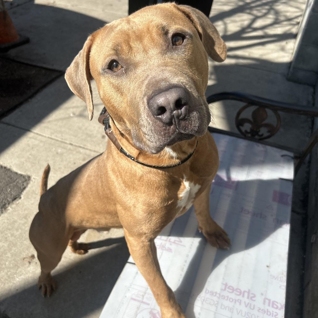 Django, a Adoptable Mixed Breed in Newark, NJ image 5/6