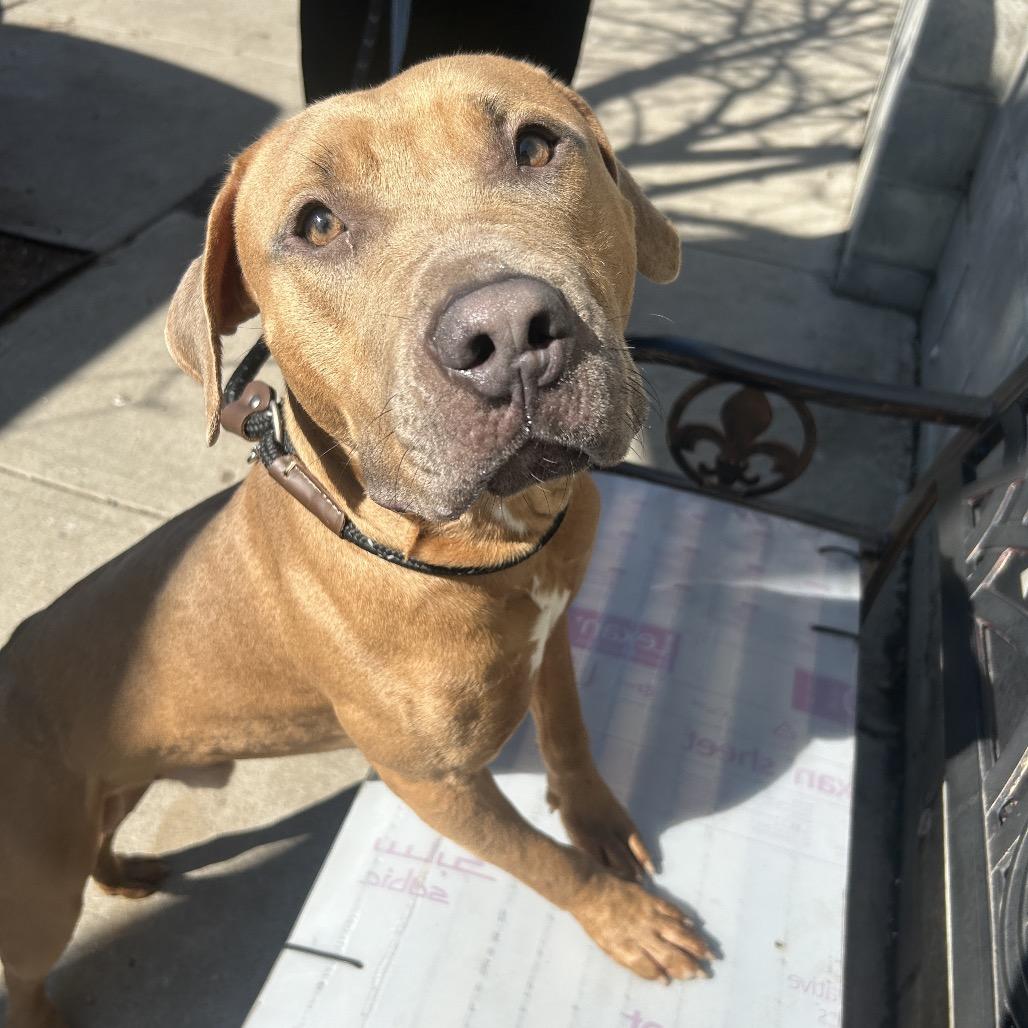 Django, a Adoptable Mixed Breed in Newark, NJ image 6/6
