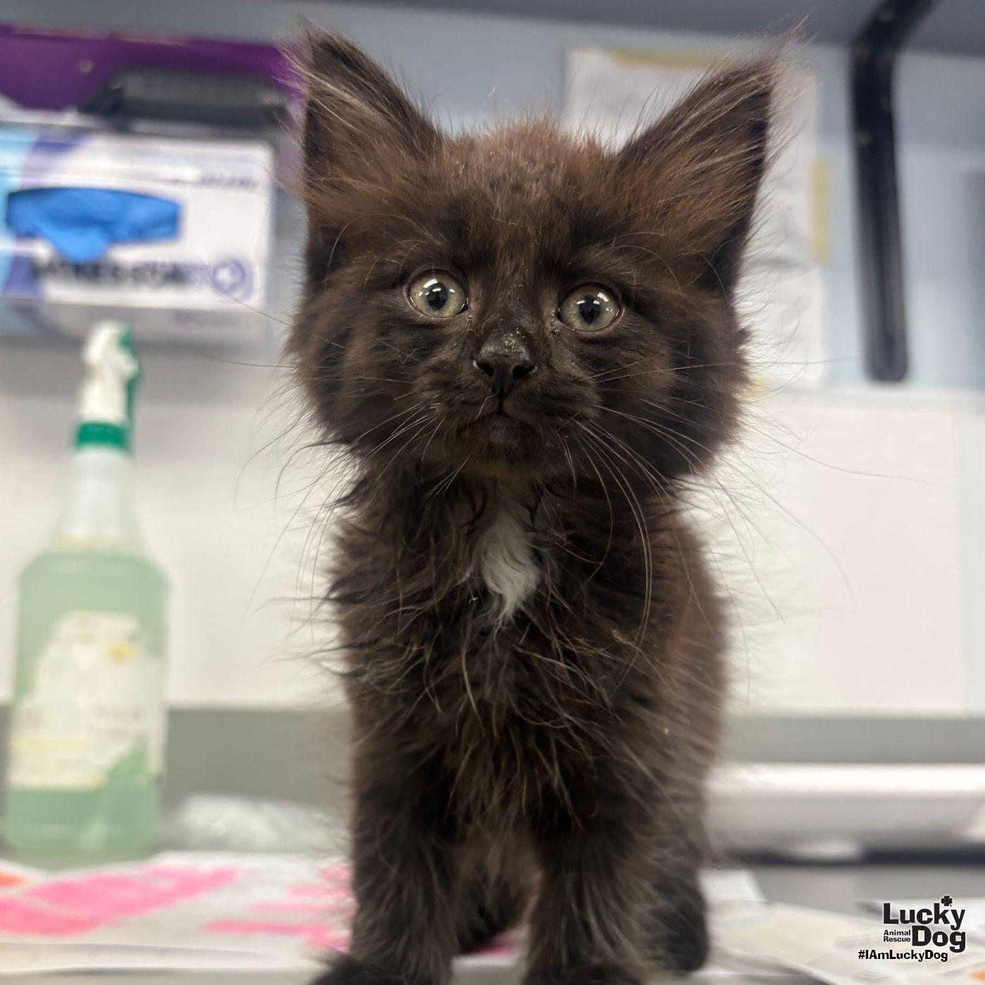 Saturn, a Adopted Domestic Long Hair in Washington, DC image 1/3