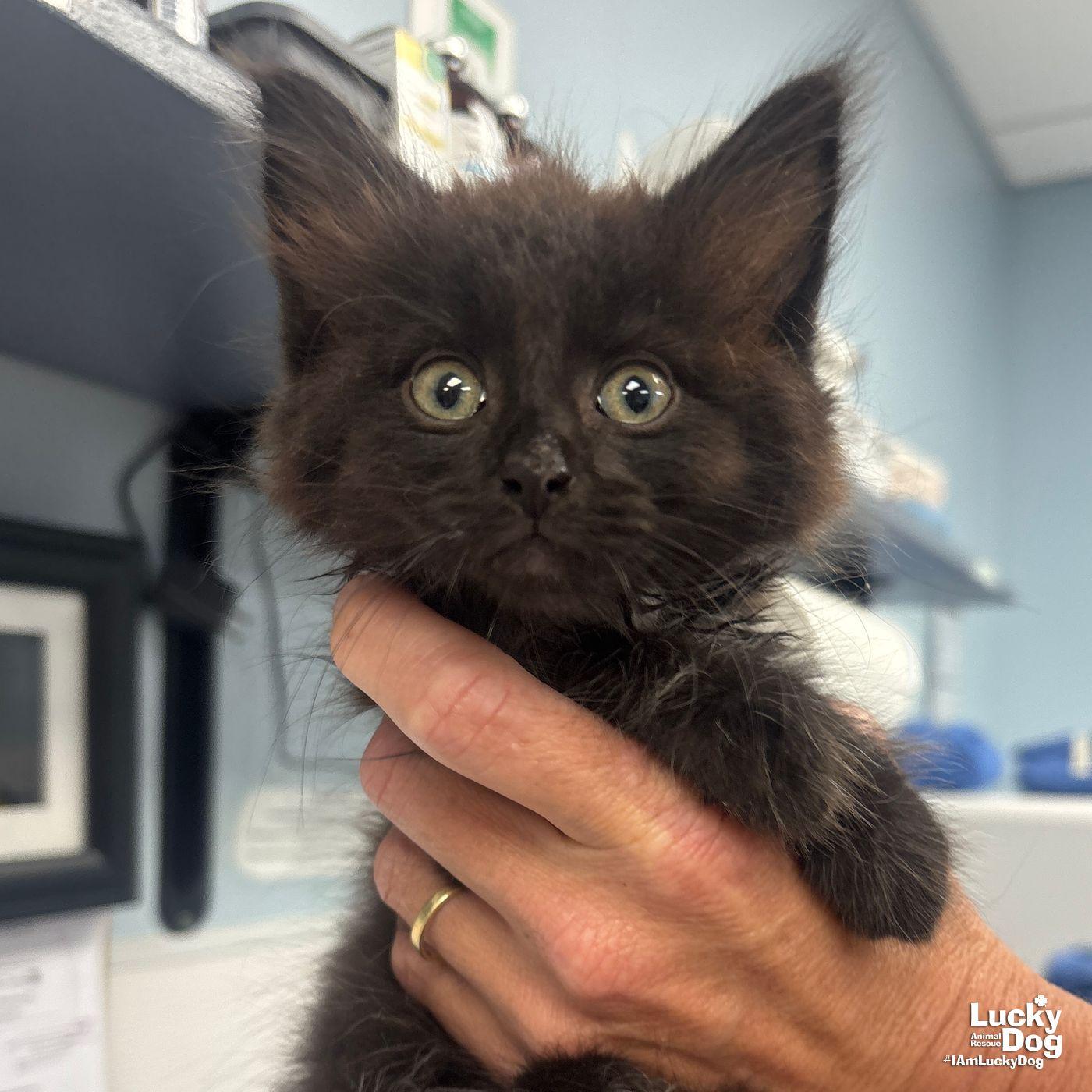 Saturn, a Adopted Domestic Long Hair in Washington, DC image 2/3