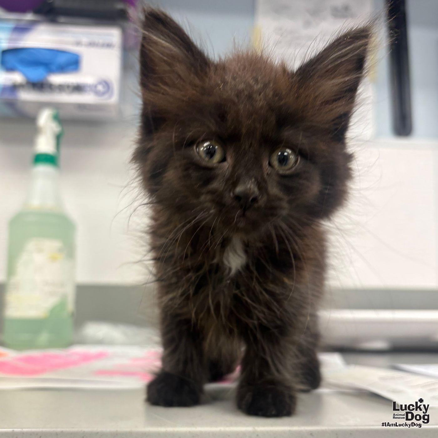 Saturn, a Adopted Domestic Long Hair in Washington, DC image 3/3