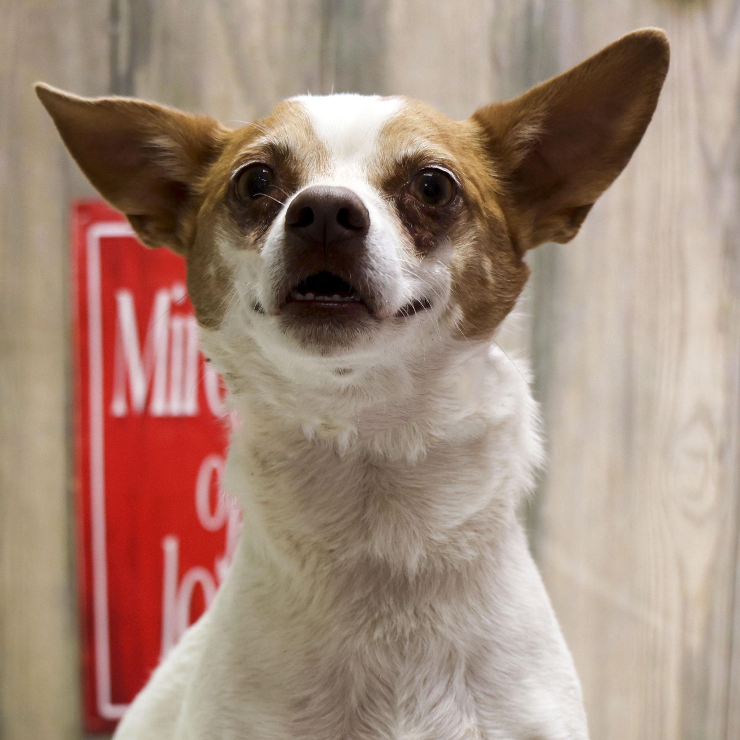 Oscar, Adult Male Chihuahua
