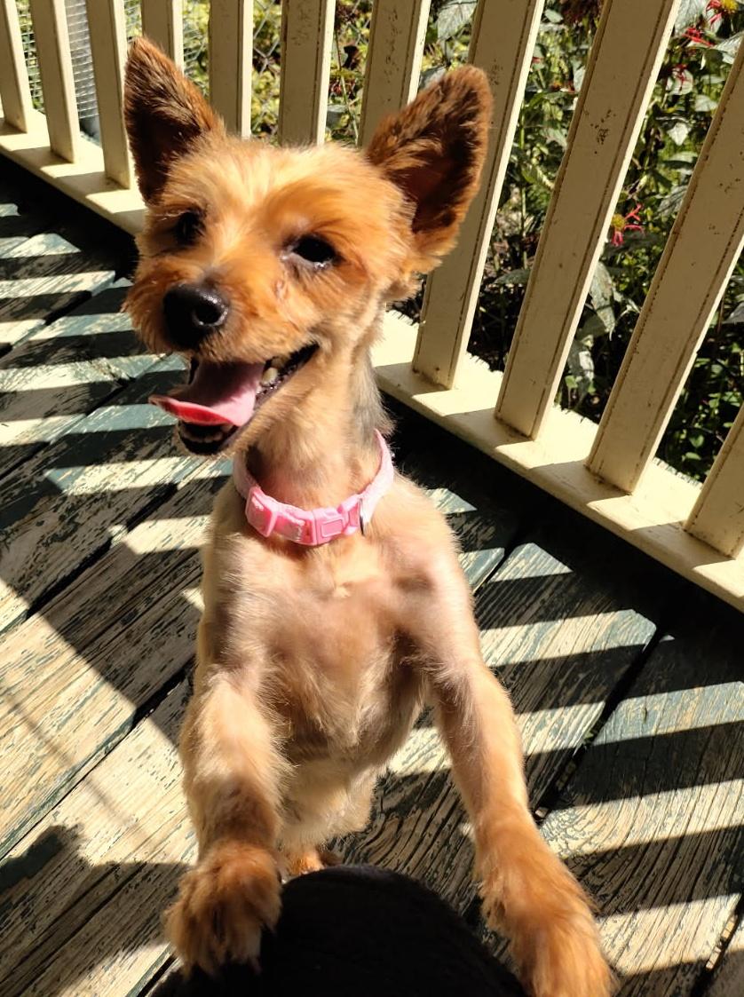 Reenie, Adopted, Adult Female Yorkshire Terrier.