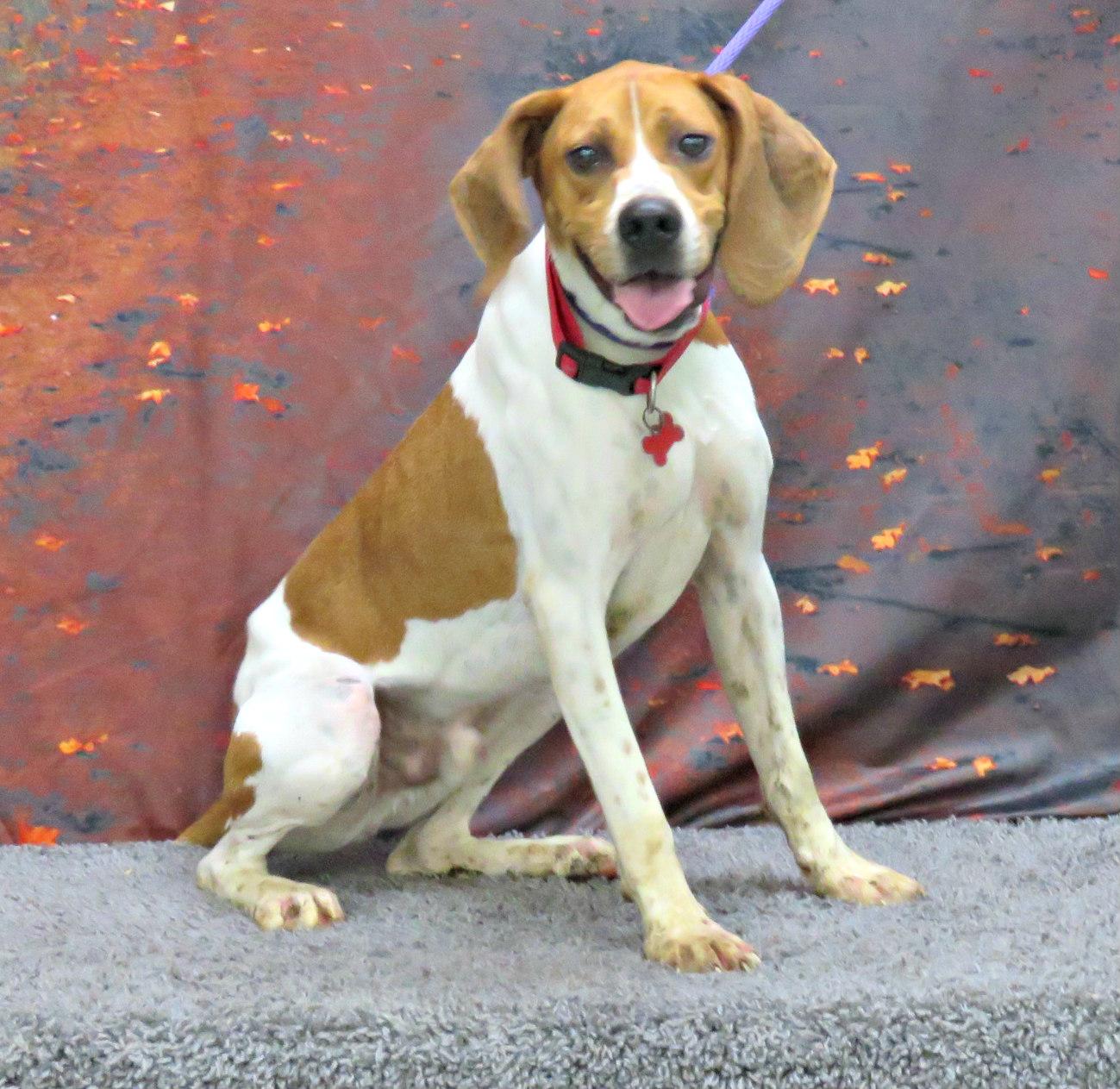Enlarge Stanley, a Adoptable mixed breed in Lexington, VA image 3/4