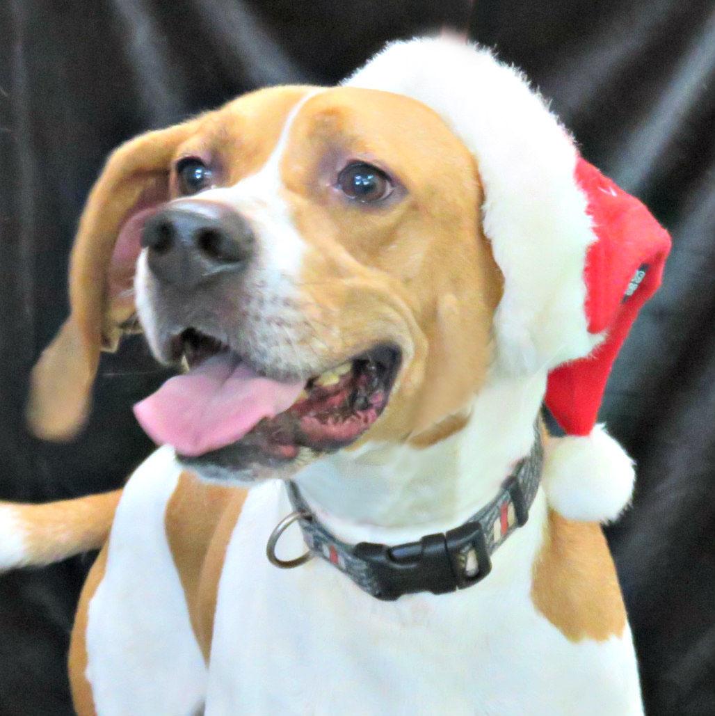 Stanley, Adoptable, Young Male Hound.